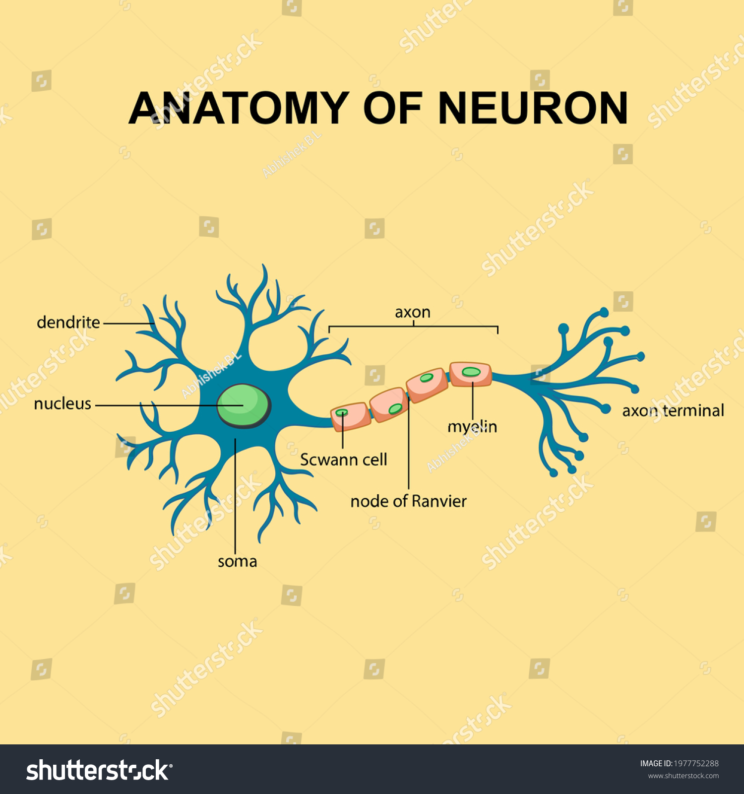 Anatomy Neuron Axon Scwann Cells Node Stock Vector Royalty Free 1977752288 Shutterstock 6229