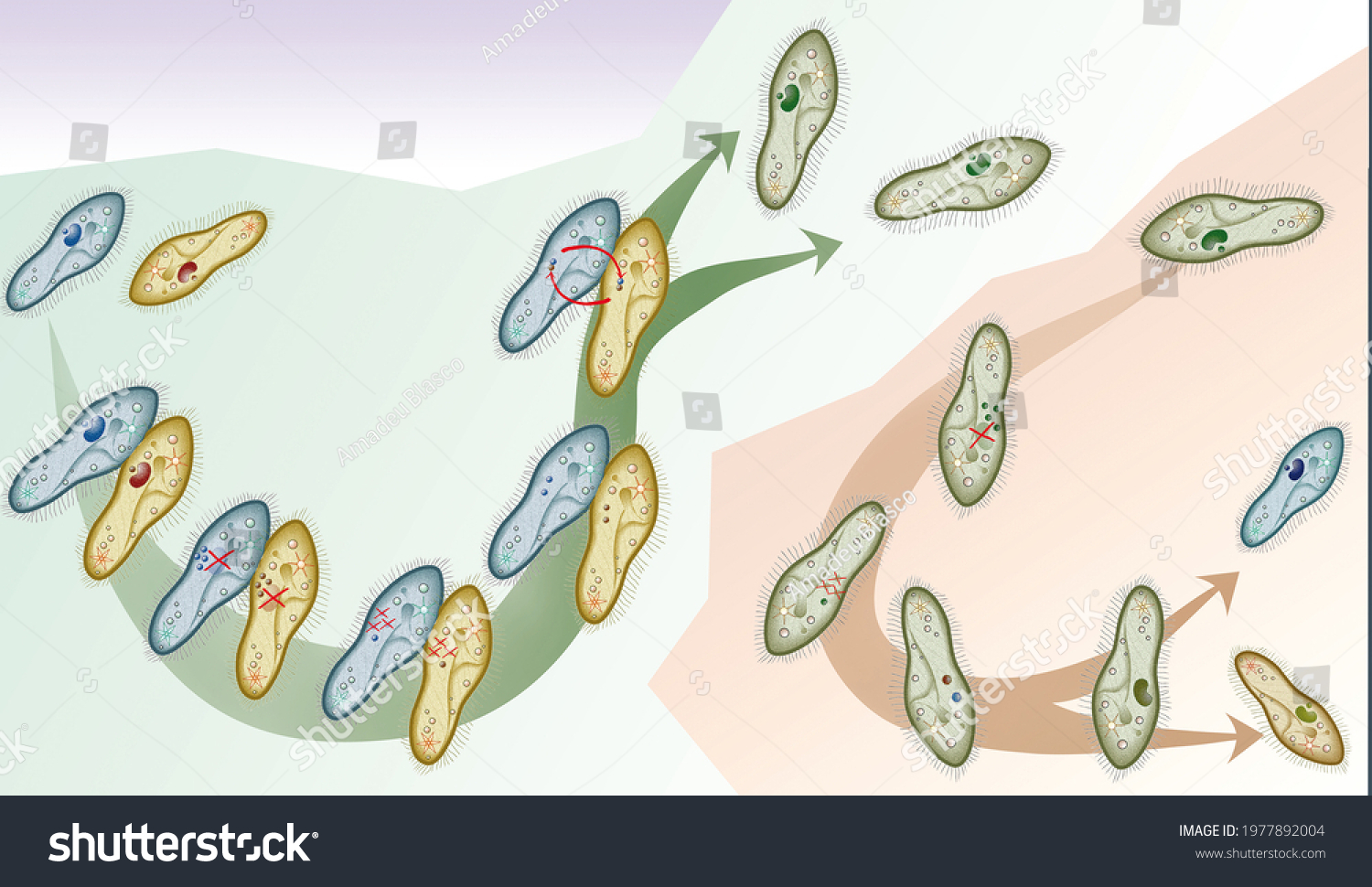 Cell Biology Sexual Reproduction Paramecium Caudatum Stock Illustration 1977892004 Shutterstock 