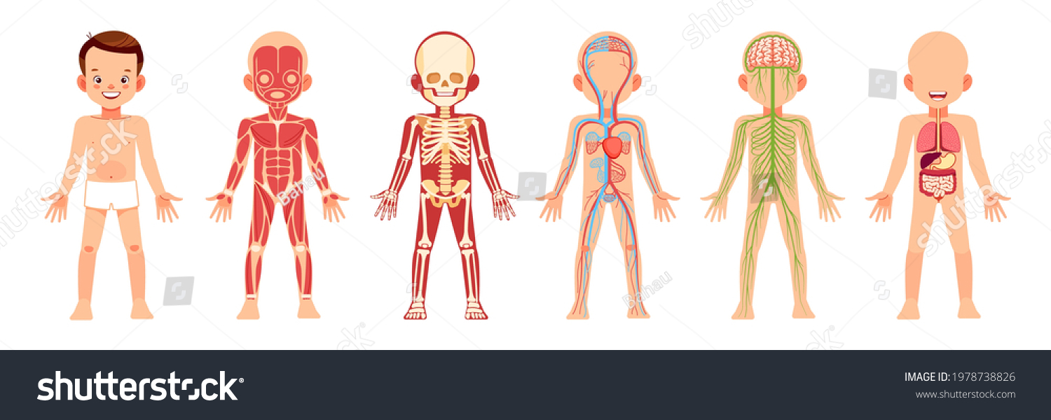 Human Body Organ Systems Educational Anatomy Stock Vector (Royalty Free ...