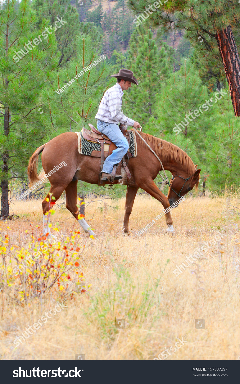 young-cowboy-riding-his-horse-field-stock-photo-197887397-shutterstock