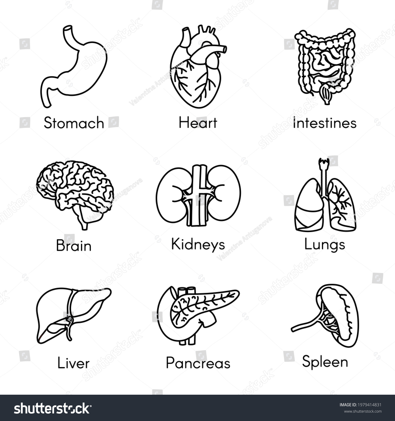 Organs Anatomy Flat Line Icons Set Stock Vector (Royalty Free ...
