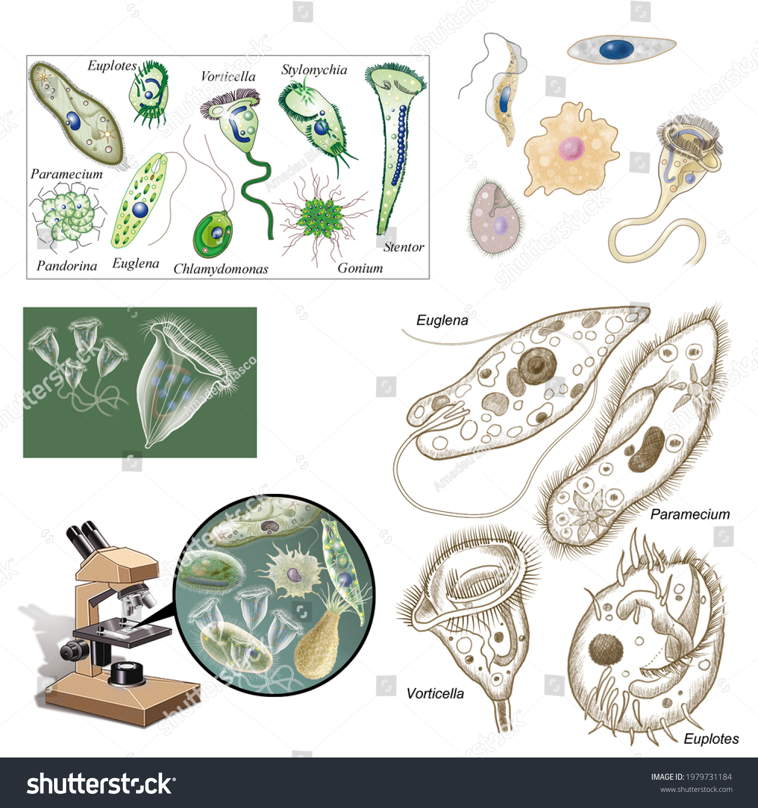 Biology Unicellular Eukaryotic Organisms Protozoa Various Stock ...