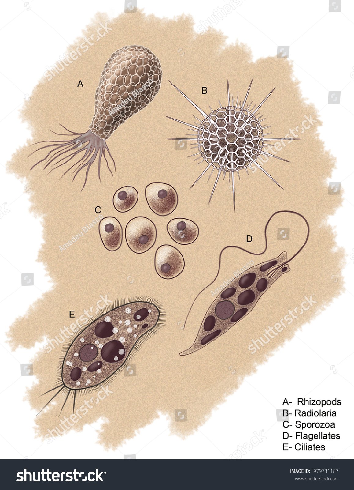 biology-unicellular-eukaryotic-organisms-protozoa-various-stock