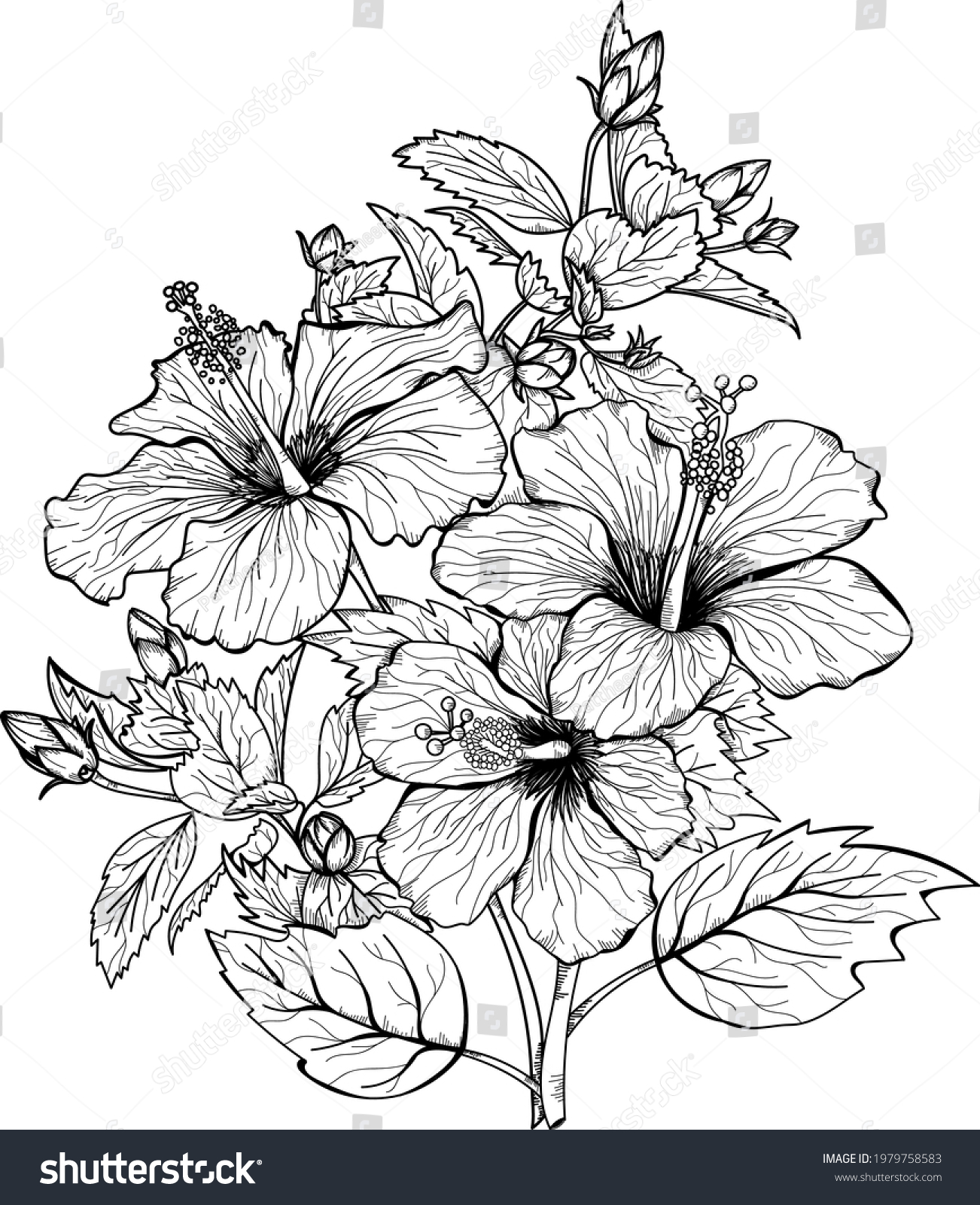 Hand Drawn Bouquet Hibiscus Flower Isolated Stock Vector (Royalty Free ...