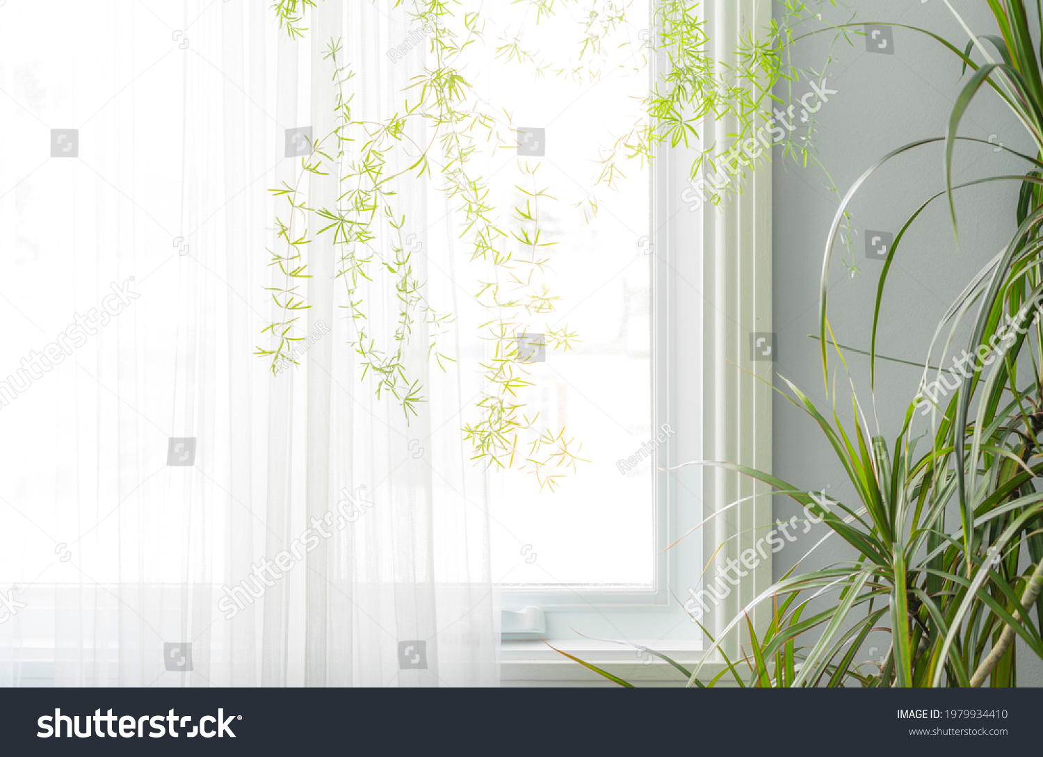 Part Interior Green Houseplants By Window Stock Photo 1979934410 ...