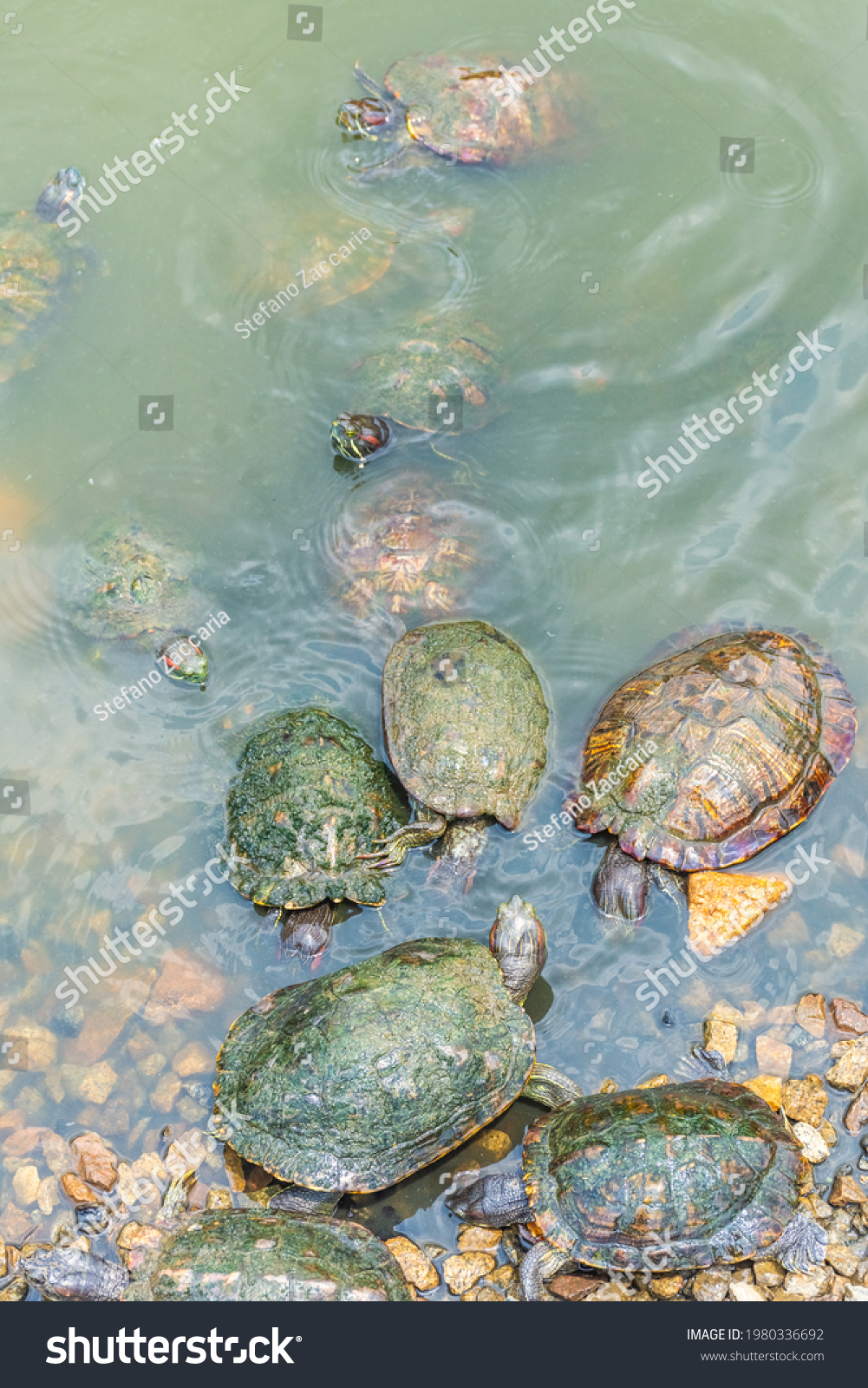 Group Chrysemys Picta Painted Turtle Singapore Stock Photo 1980336692 ...