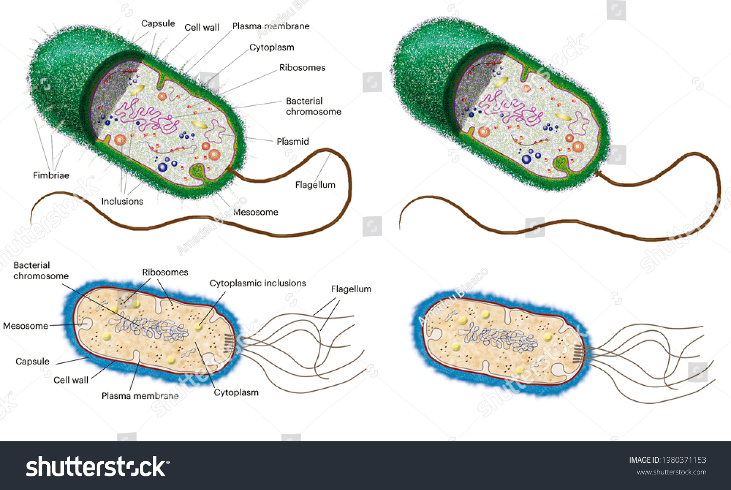 Cell Biology Prokaryotes Models Anatomy Parts Stock Illustration ...