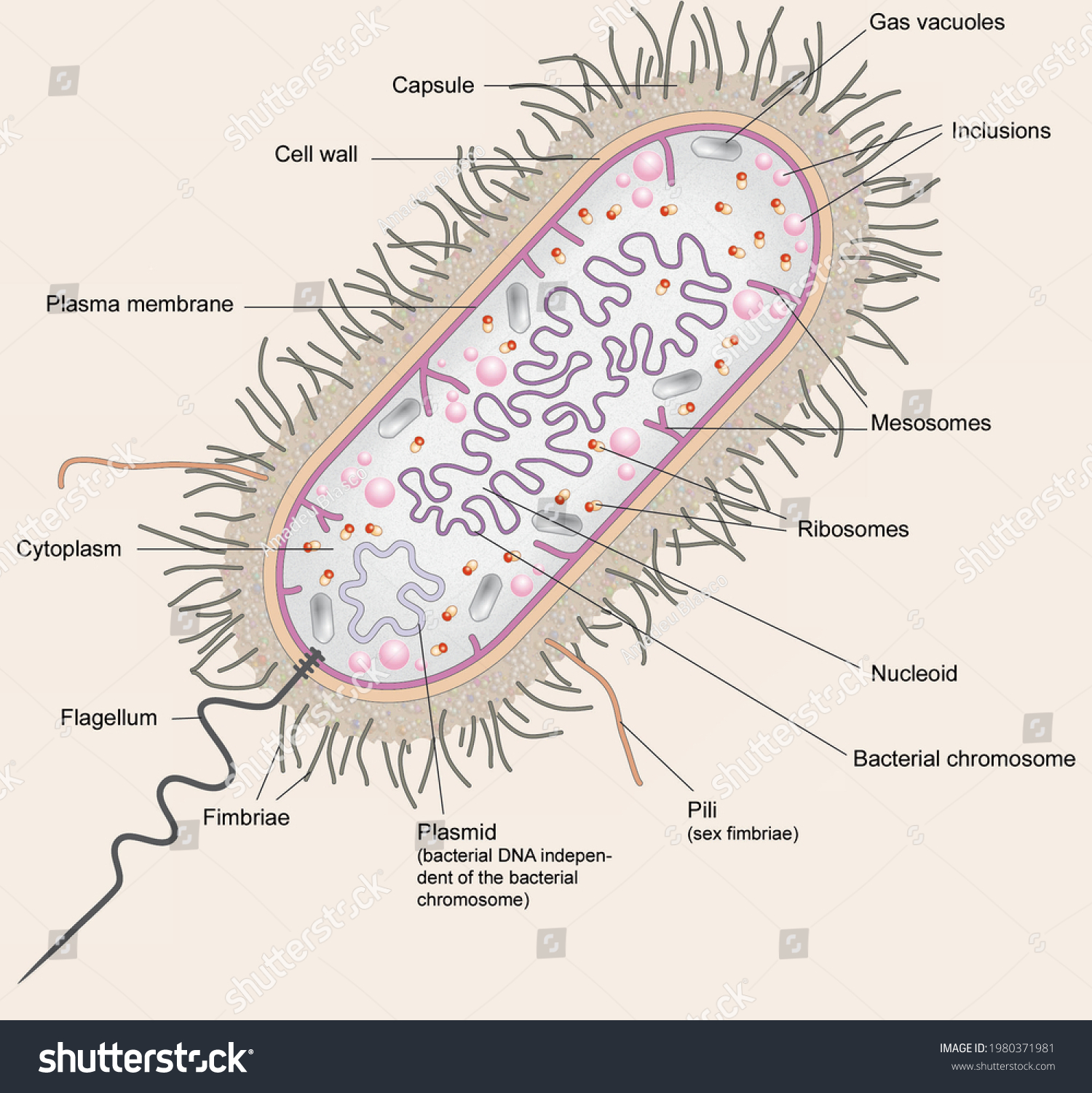 Cell Biology Prokaryotes Model Anatomy Parts Stock Illustration ...