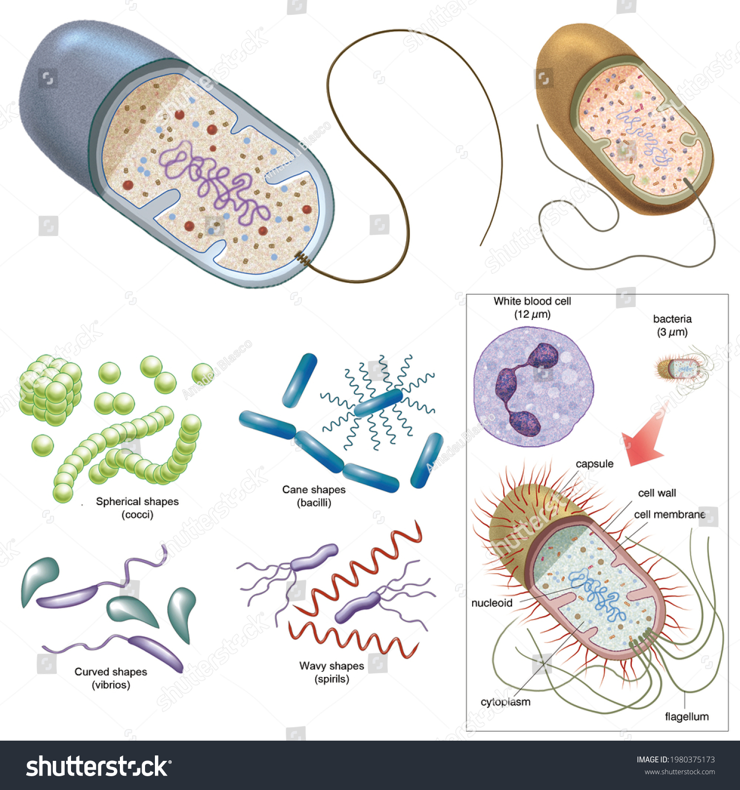 4 Microorganisms size comparison Images, Stock Photos & Vectors ...