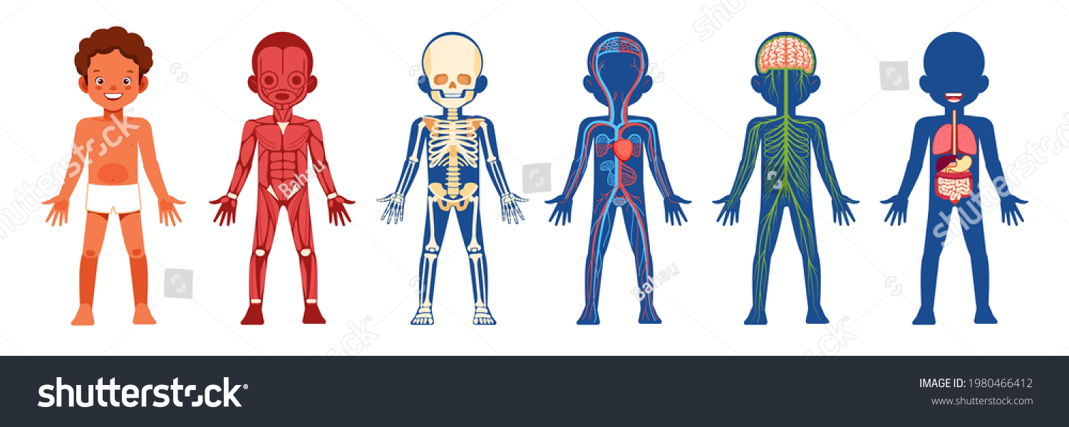 Human Body Organ Systems Educational Anatomy Stock Vector (Royalty Free ...