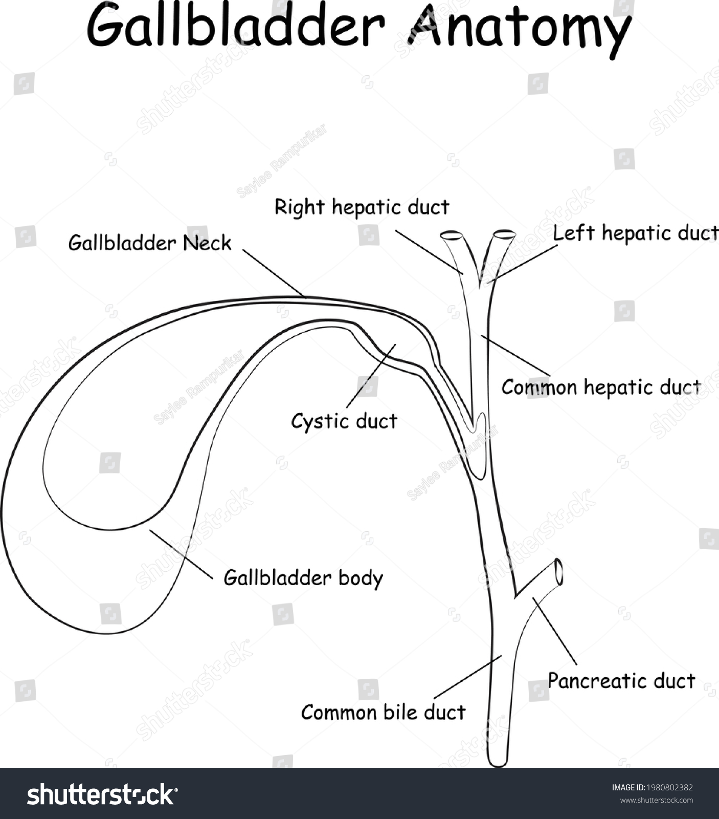 Gallbladder Anatomy Gallbladder Diagram Simple Line Stock Vector