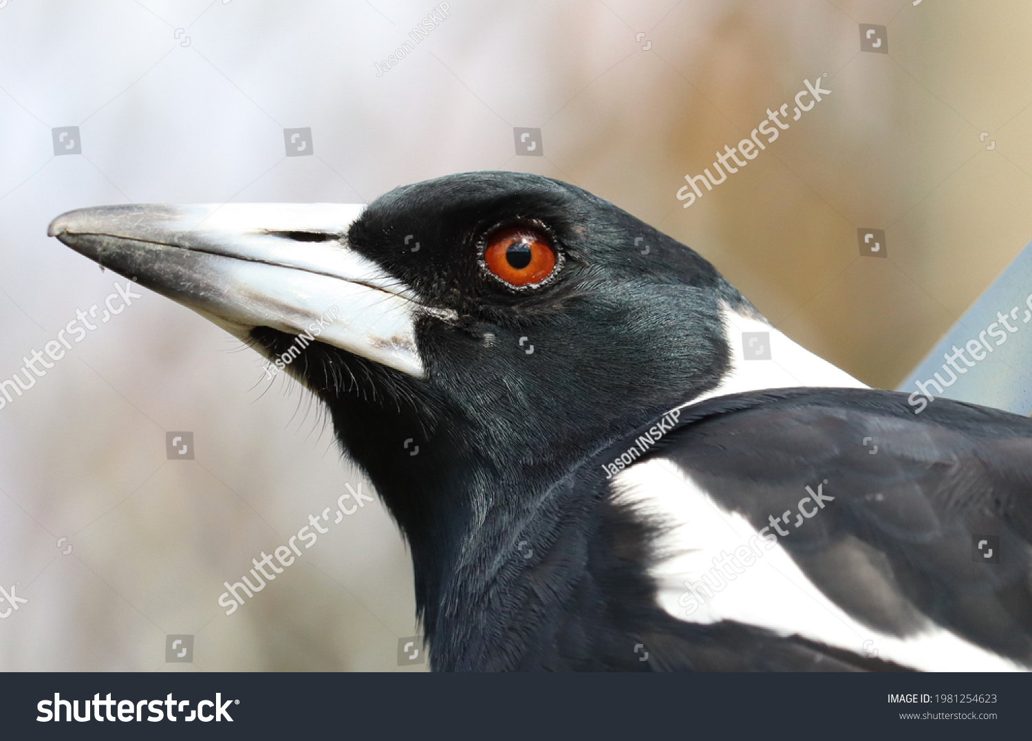 Close Australian Magpie Head Beak High Stock Photo 1981254623 ...