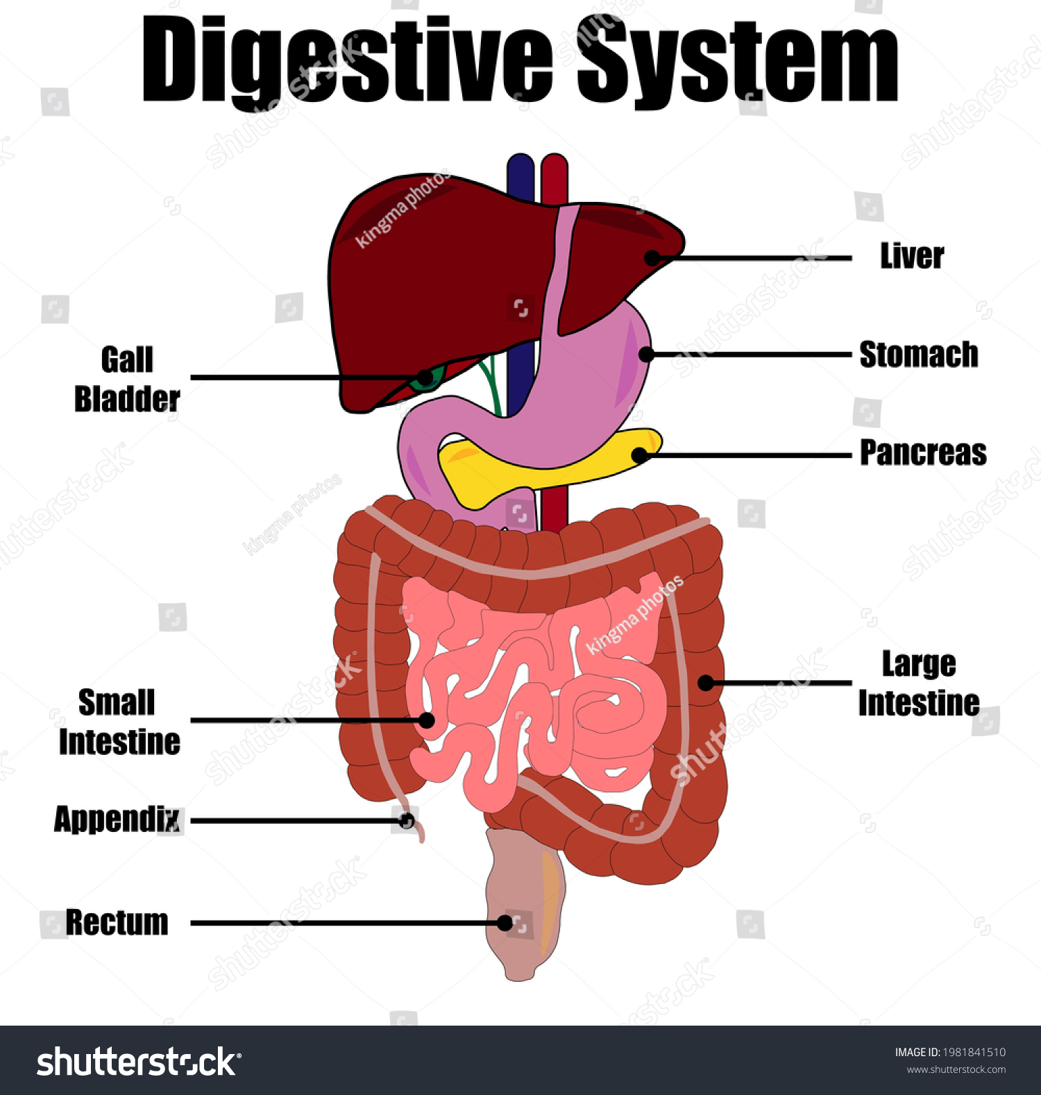 Respiratory System 3d Animated Color Labels Stock Vector (Royalty Free ...