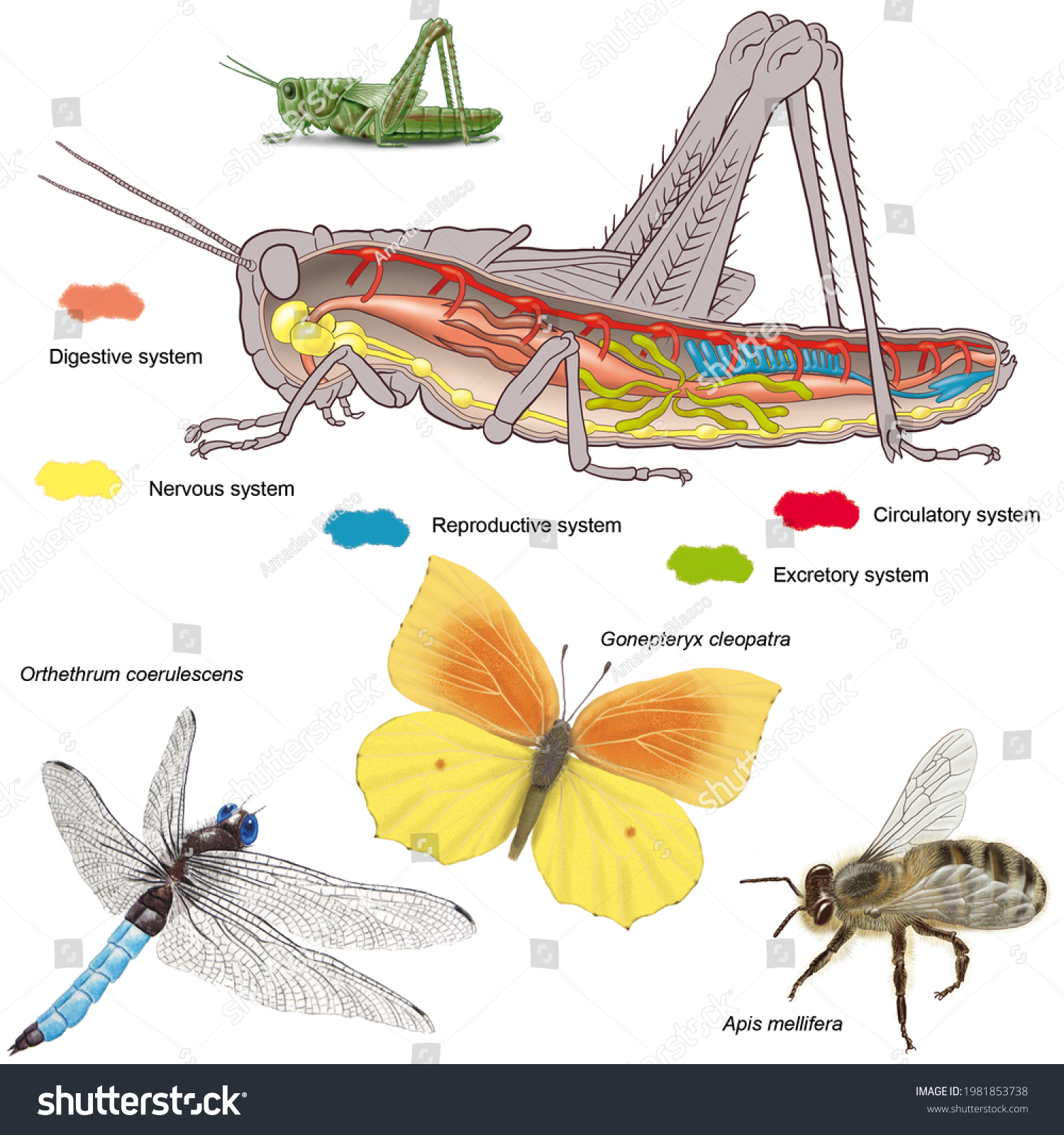 zoology-animal-morphology-internal-anatomy-example-stock-illustration