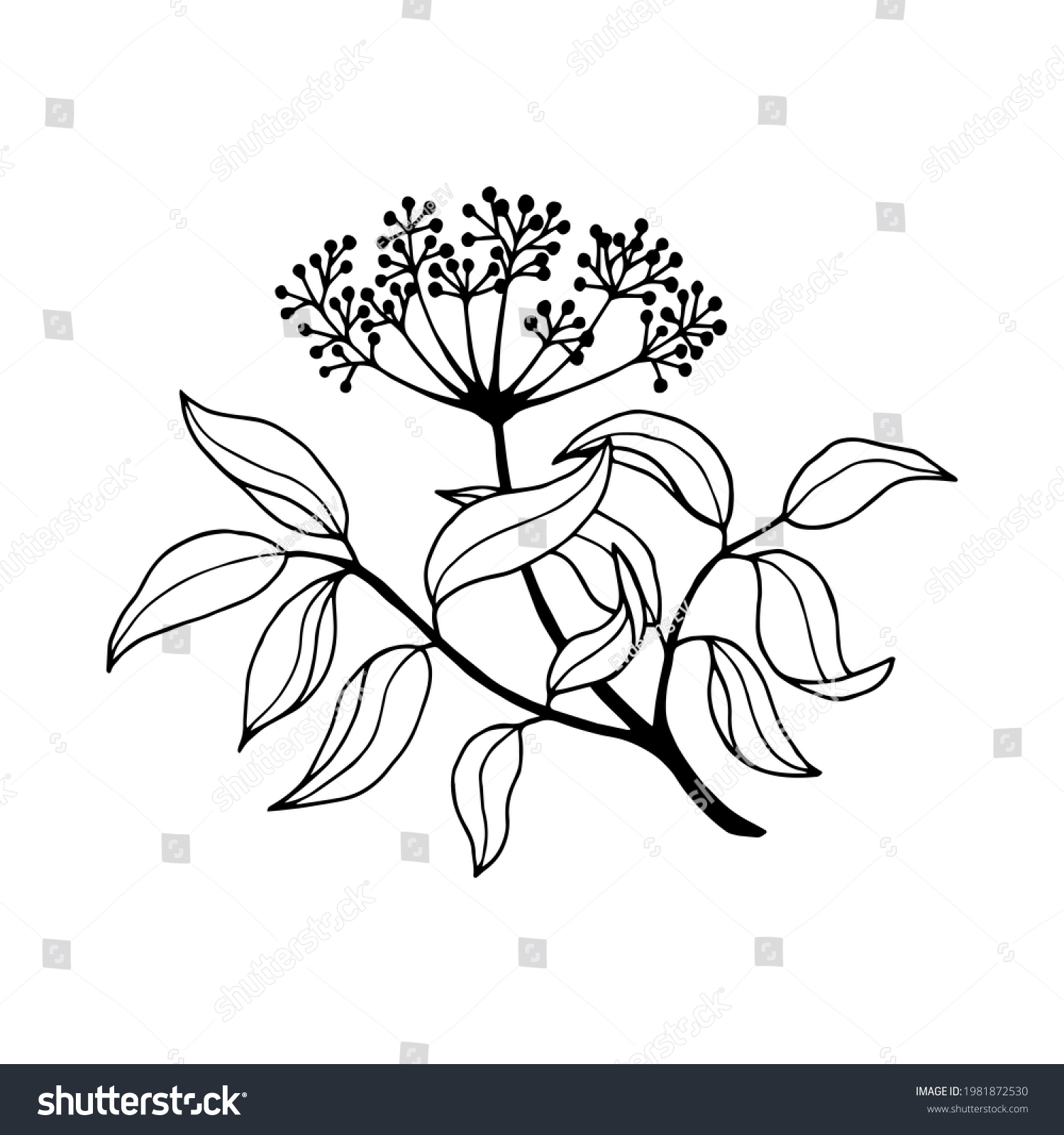 Elderberry Black Stock Illustration Hand Drawing Stock Illustration ...