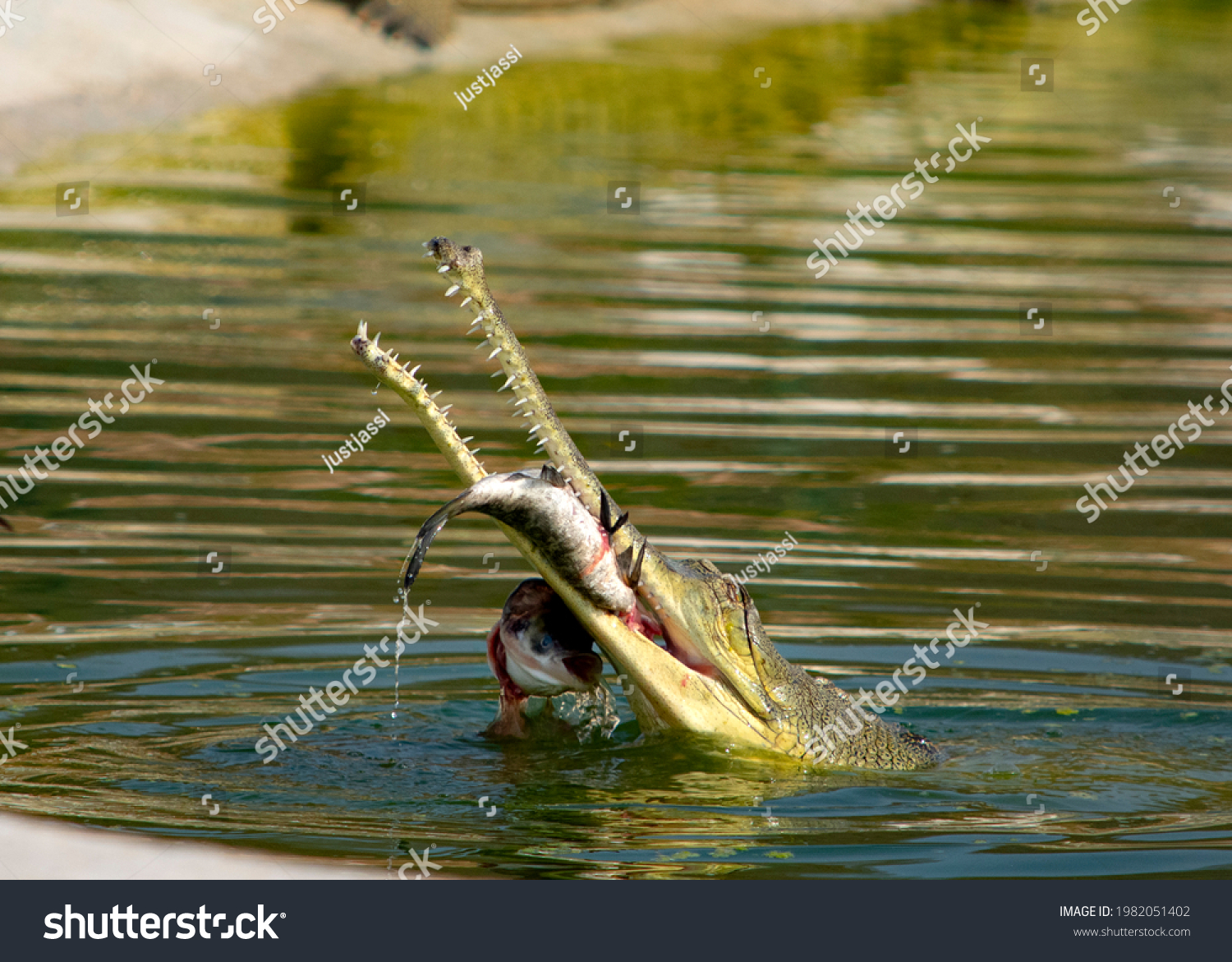 gharials-status-under-iucn-critically-endangered-stock-photo-1982051402