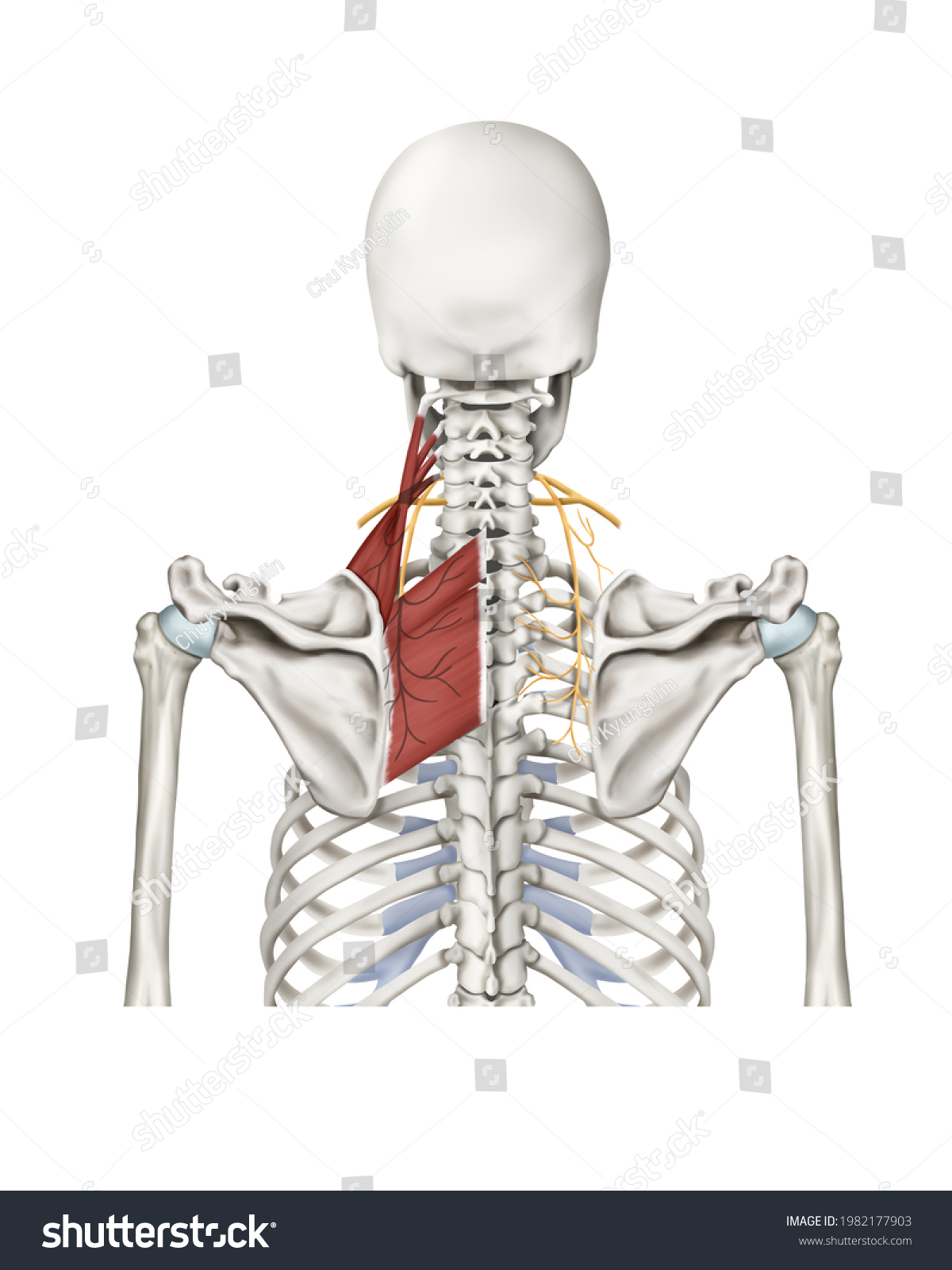 9 Dorsal scapular Images, Stock Photos & Vectors | Shutterstock