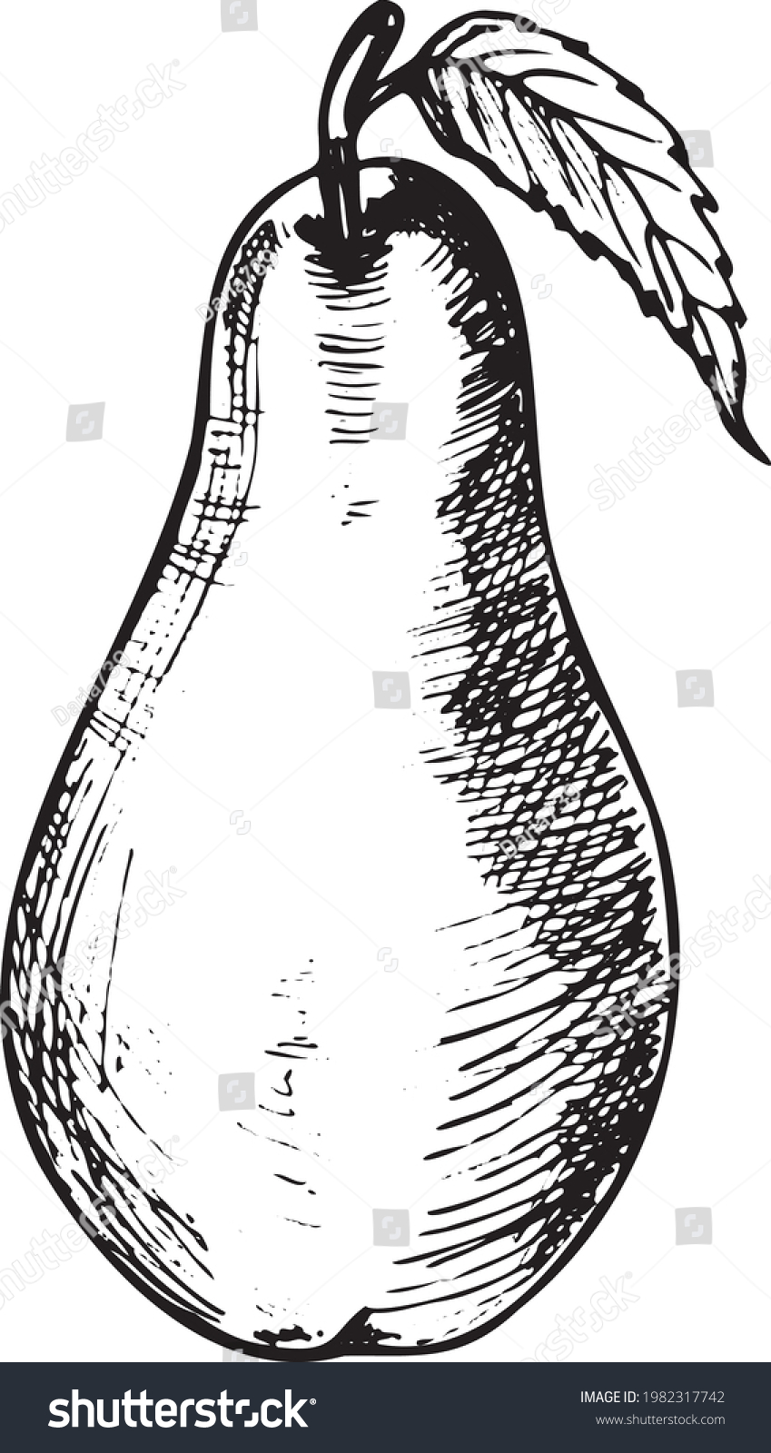 Pear Sketch Illustration Hand Drawn Pear Stock Vector (Royalty Free ...