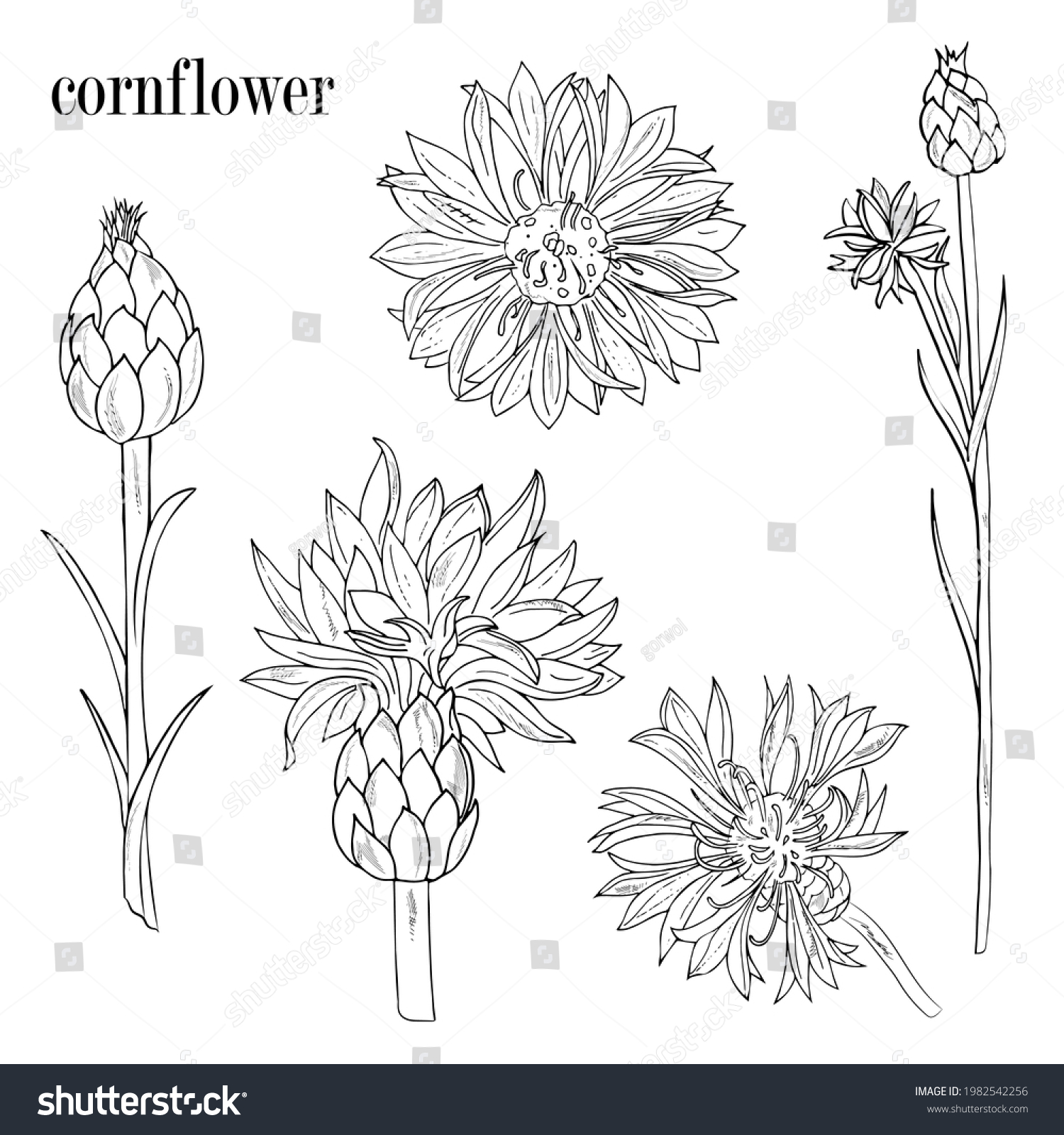 Flowers Cornflower Hand Drawing Ink Outline Stock Vector (Royalty Free ...