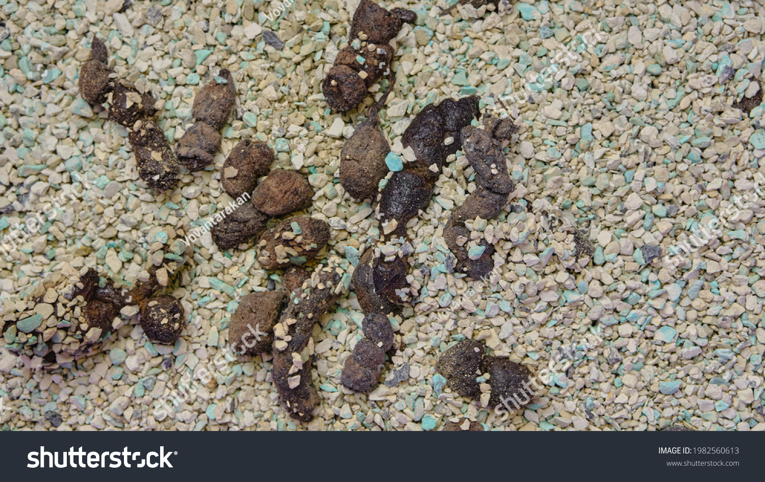 Cat Feces Uncollected Litter Box Litter Stock Photo 1982560613 ...