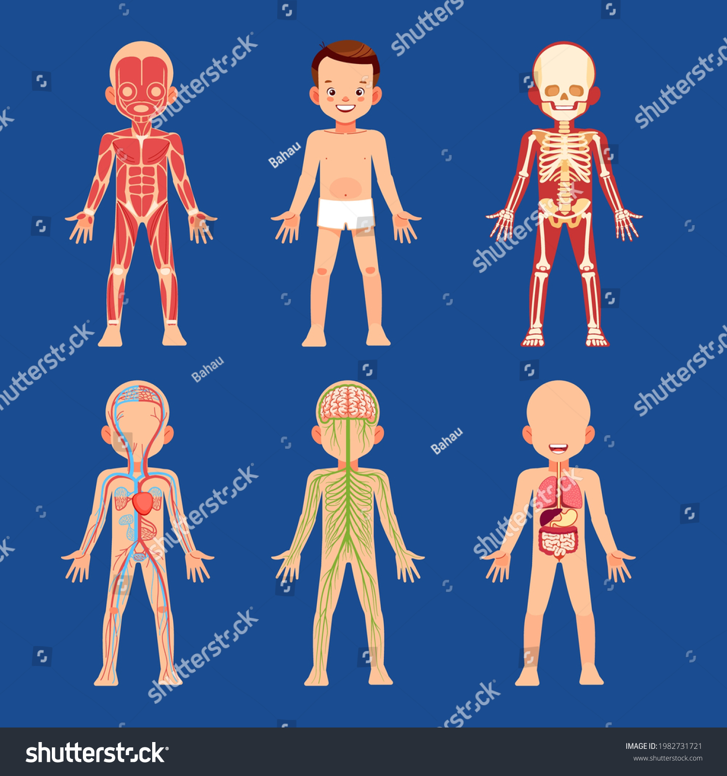 Human Body Anatomy Biology Systems Anatomical Stock Vector (royalty 