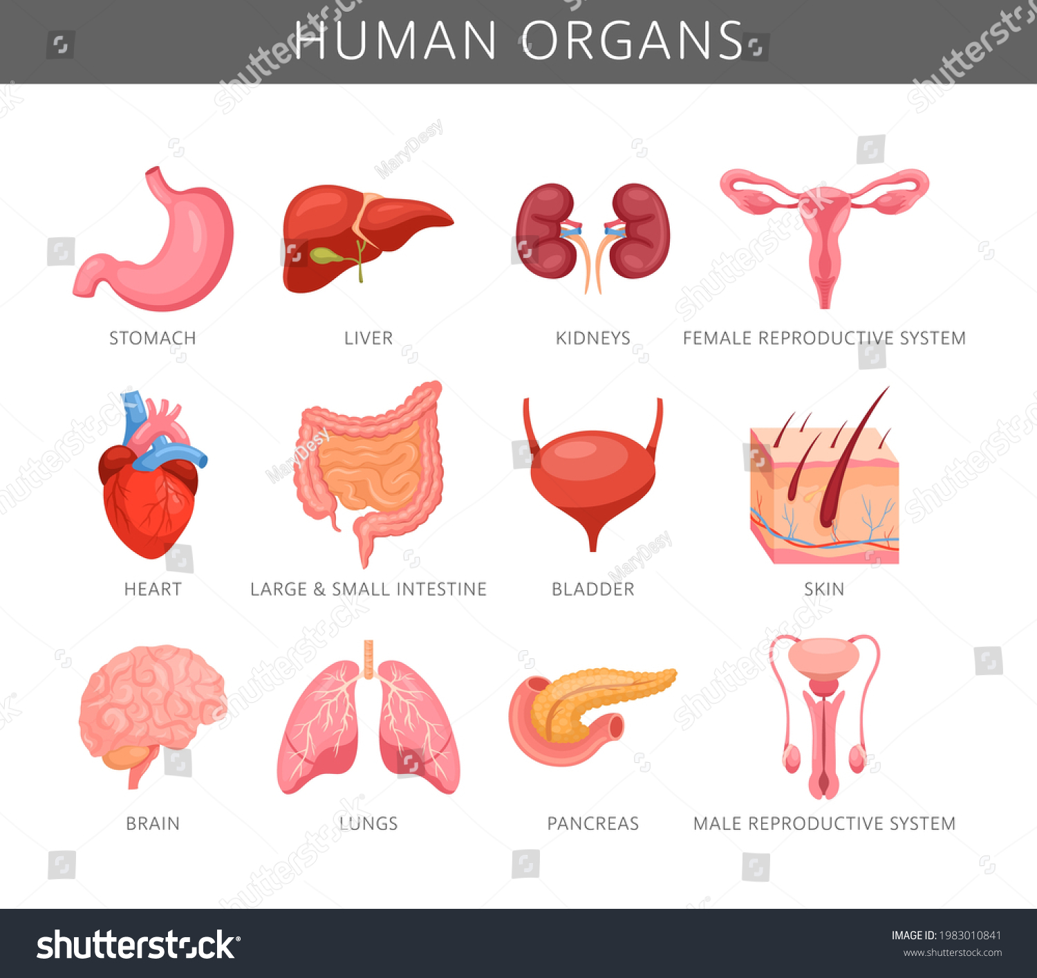 Human Organs Vector Set Internal Organs Stock Vector (royalty Free 