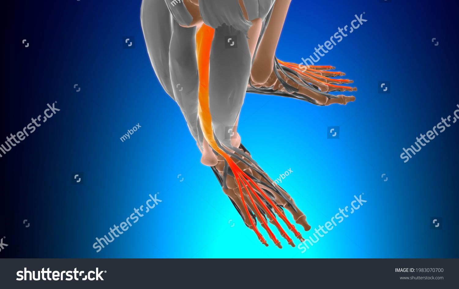Extensor Digitorum Longus Muscle Anatomy Medical Stock Illustration Shutterstock