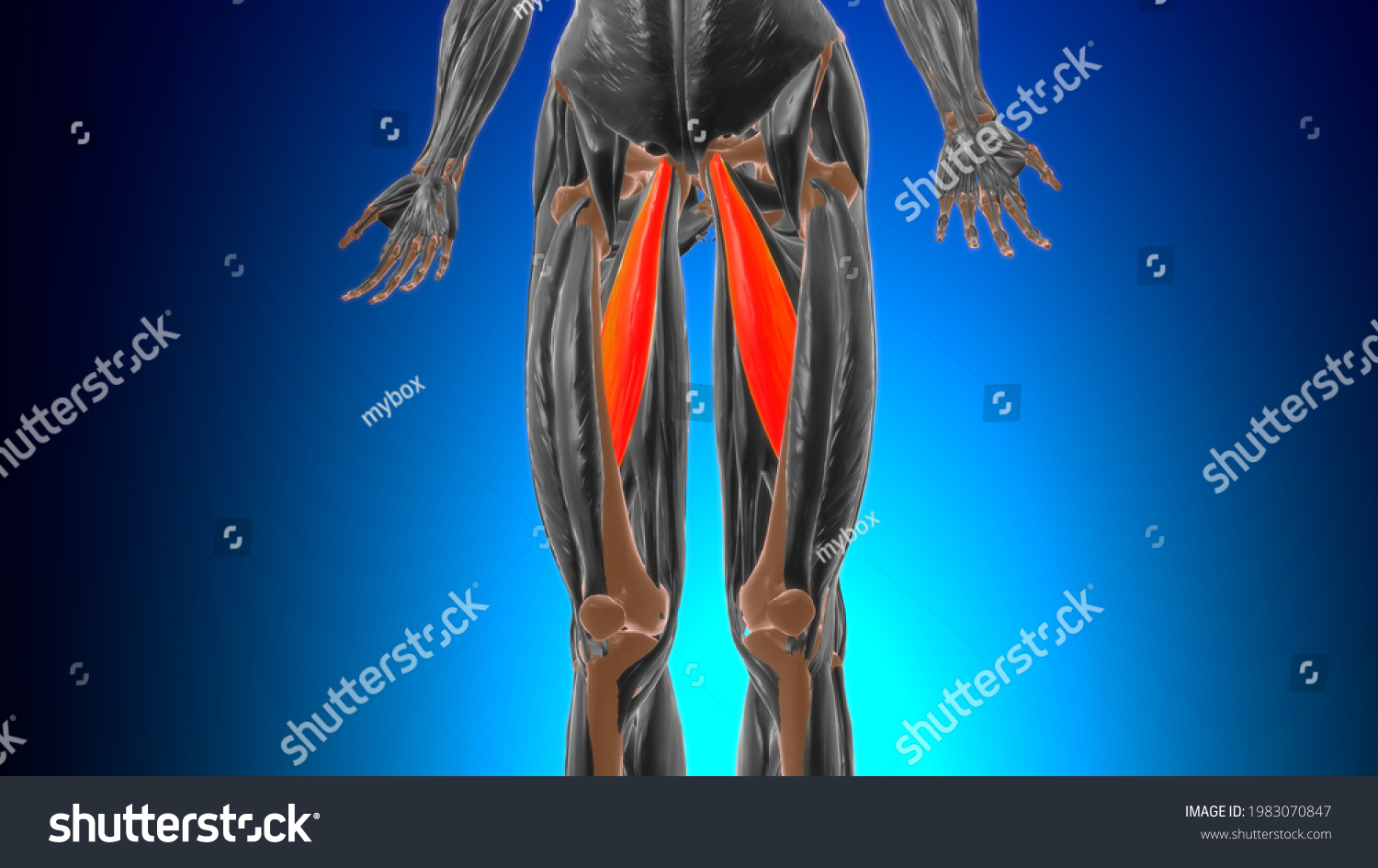 Adductor Longus Muscle Anatomy Medical Concept Stock Illustration ...