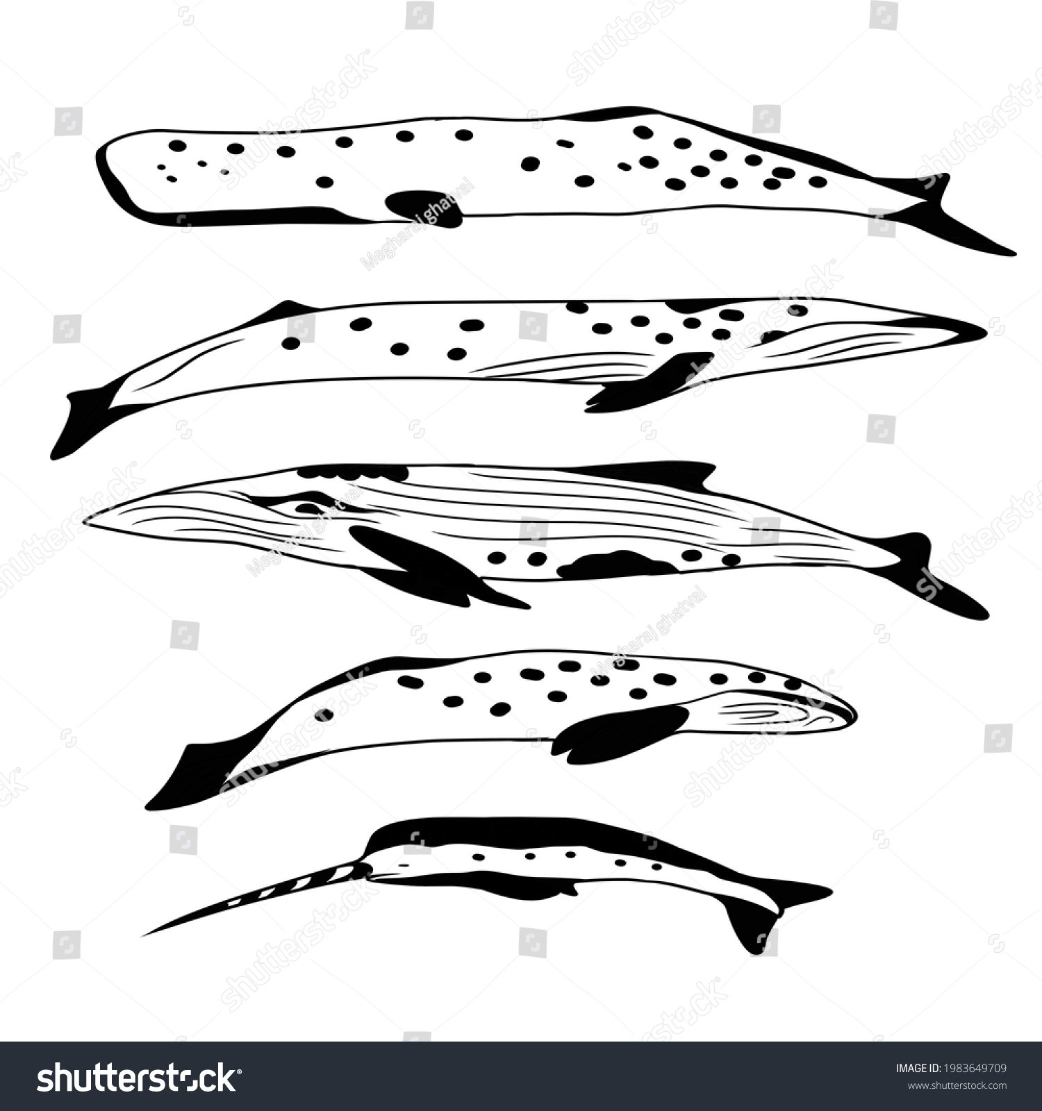 Whale Vector Set Silhouette Illustrations Art Stock Vector (Royalty ...