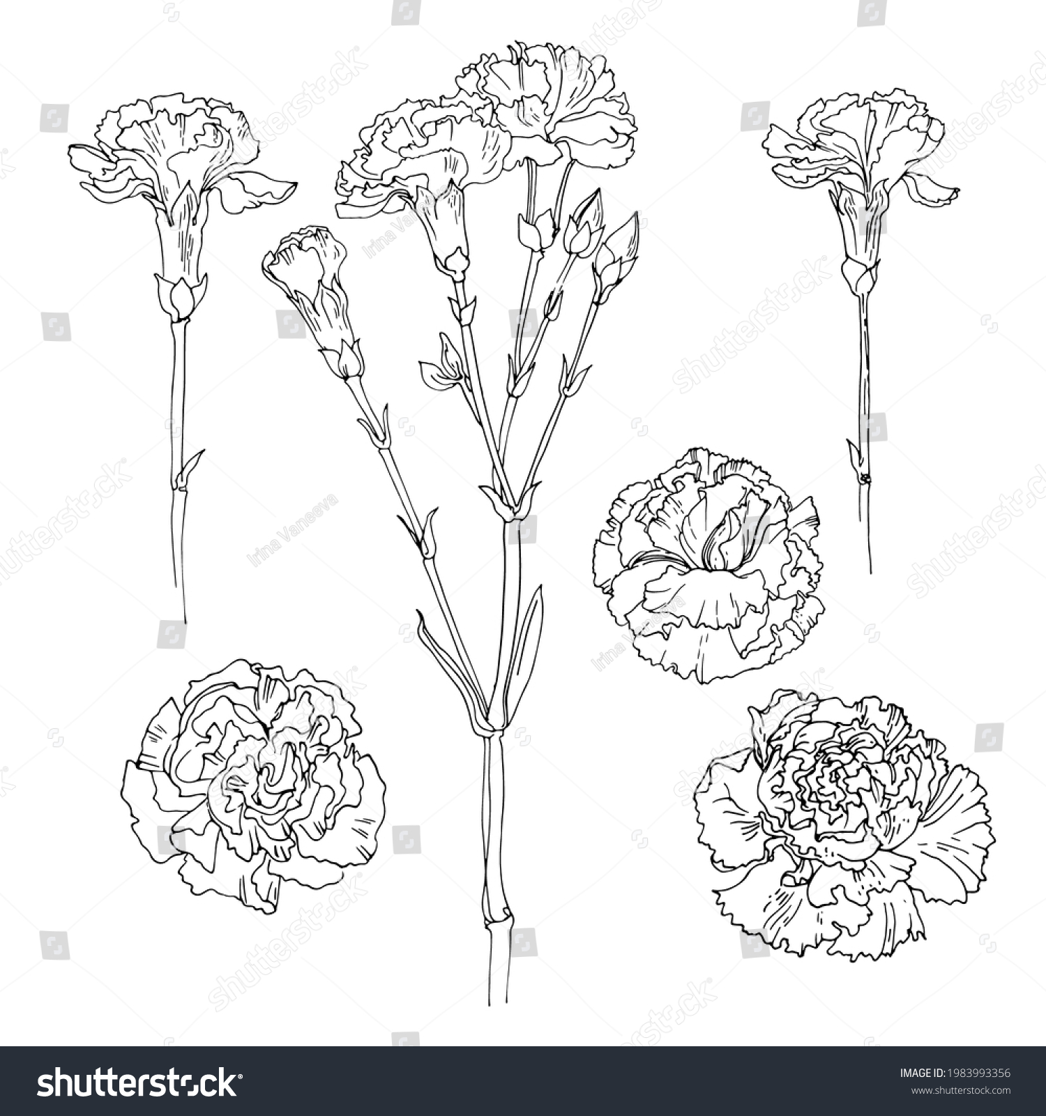 Carnation Vector Sketch Flowers By Line Stock Vector (Royalty Free ...