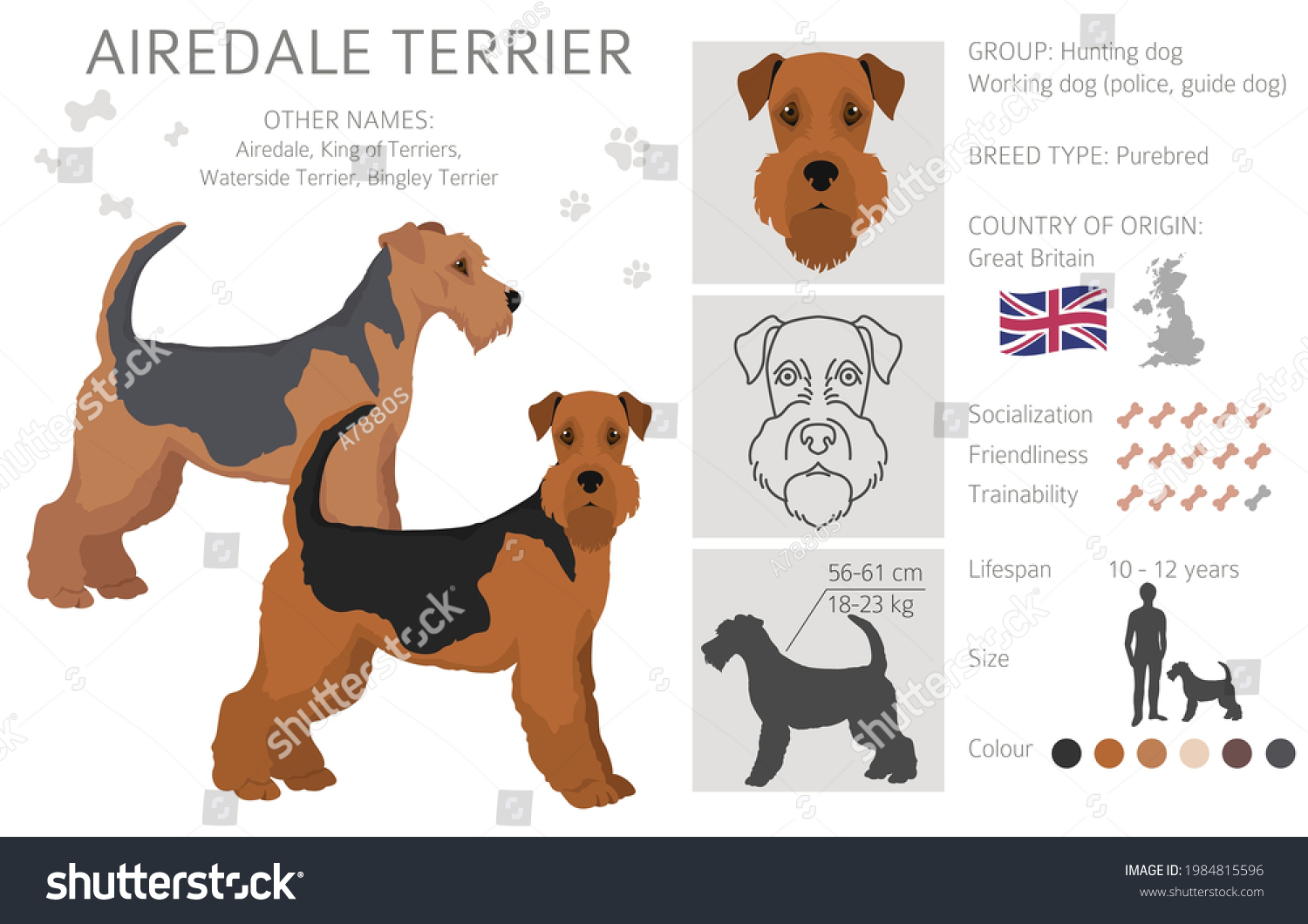 Airedale Terrier All Colours Clipart Different Stock Vector (Royalty ...