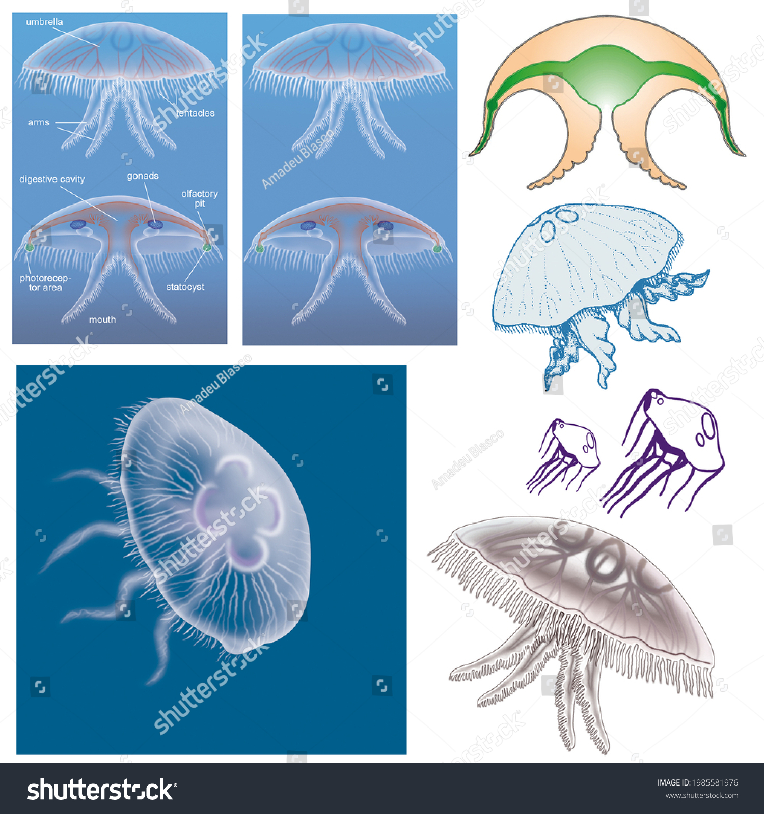 jellyfish anatomy