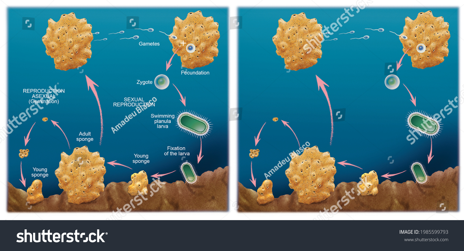 Zoology Invertebrates Porifera Sponges Reproduction Sponges Stock