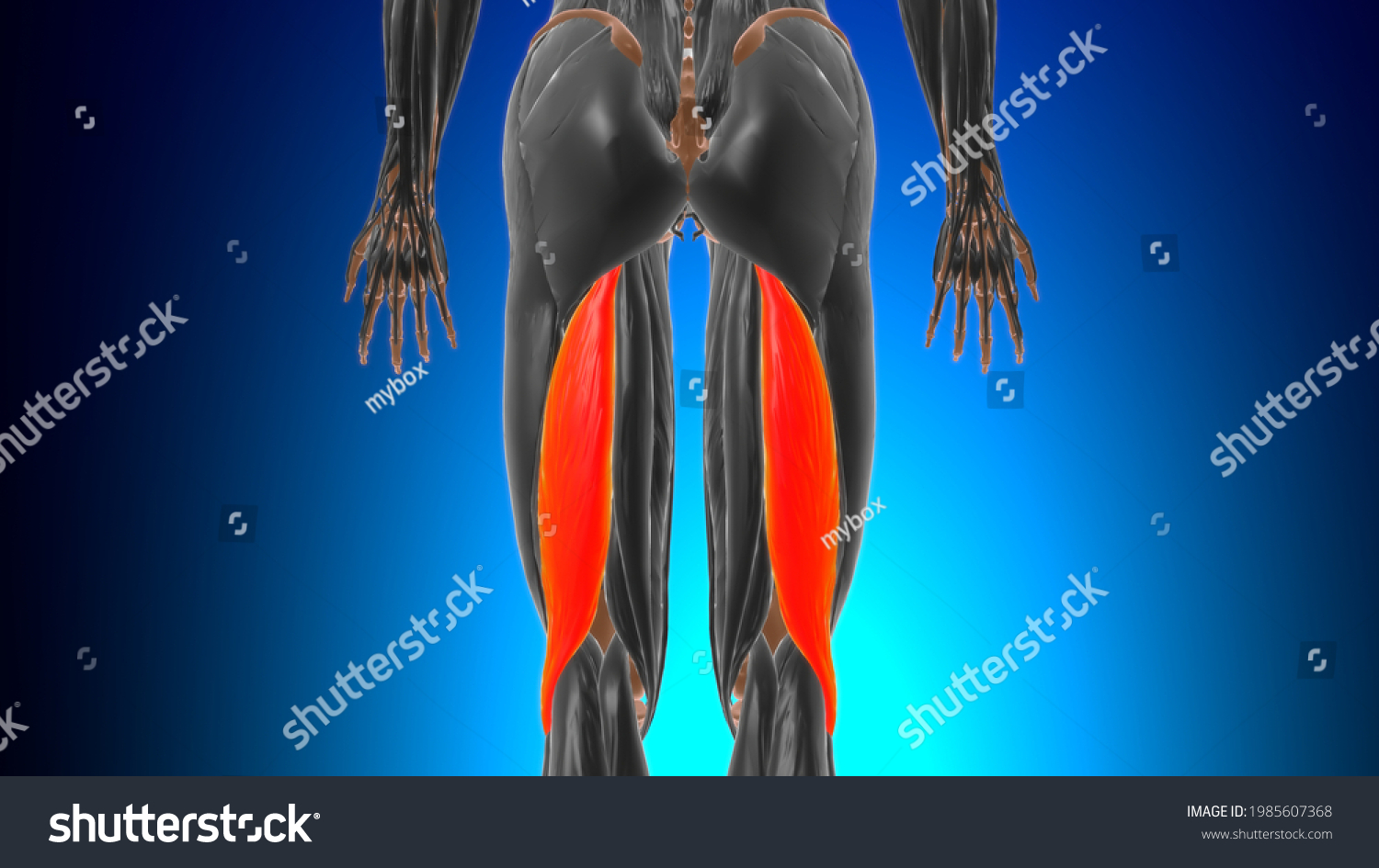 Long Head Biceps Femoris Muscle Anatomy Stock Illustration 1985607368 