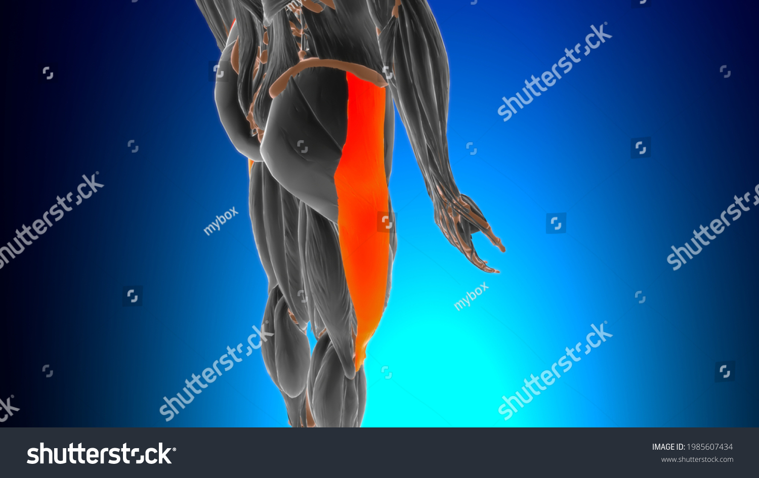 Iliotibial Tract Band Anatomy Medical Concept Stock Illustration ...