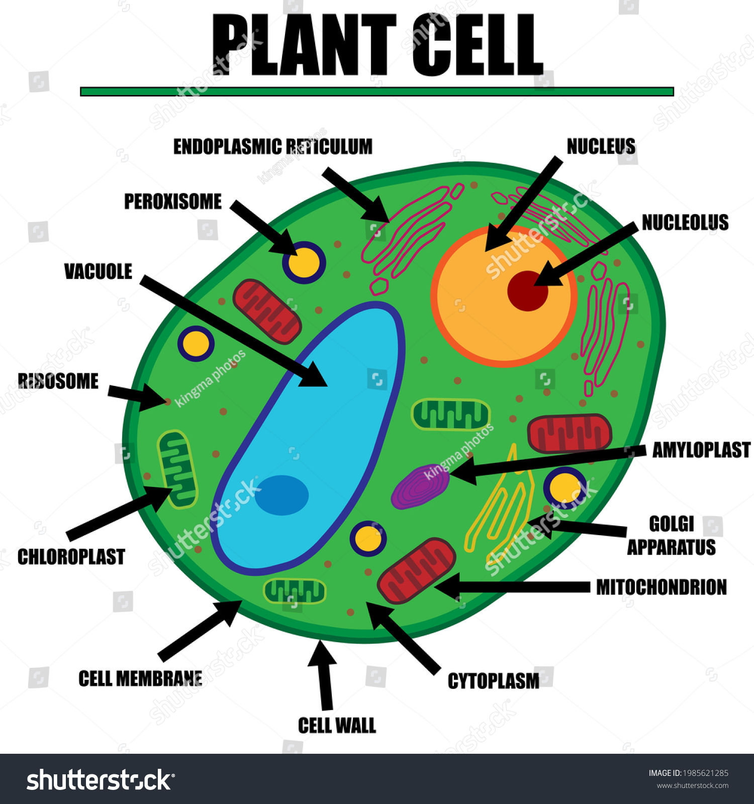 Plant Cell Color Diagram Organelles Inside Stock Vector (Royalty Free ...