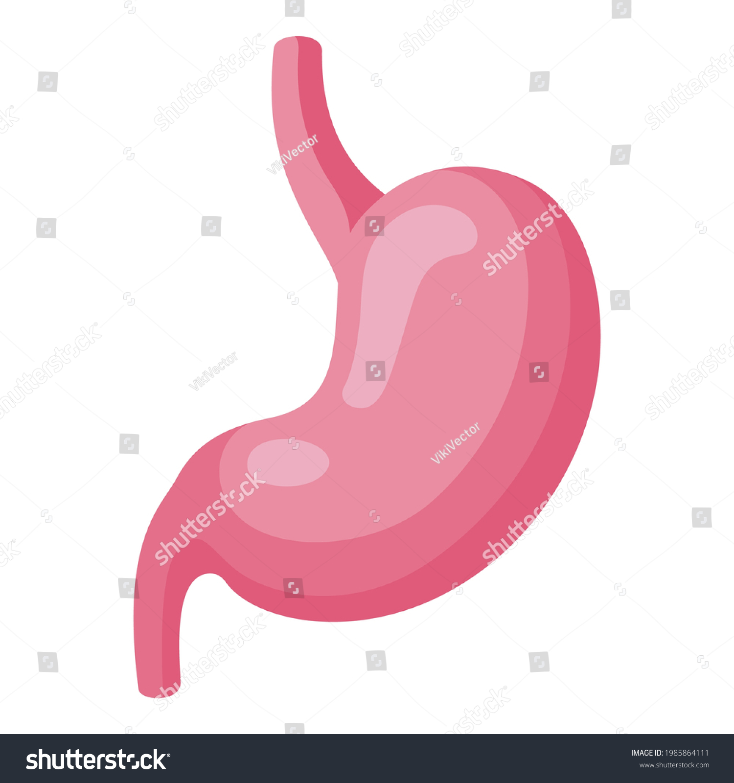 cartoon stomach organ