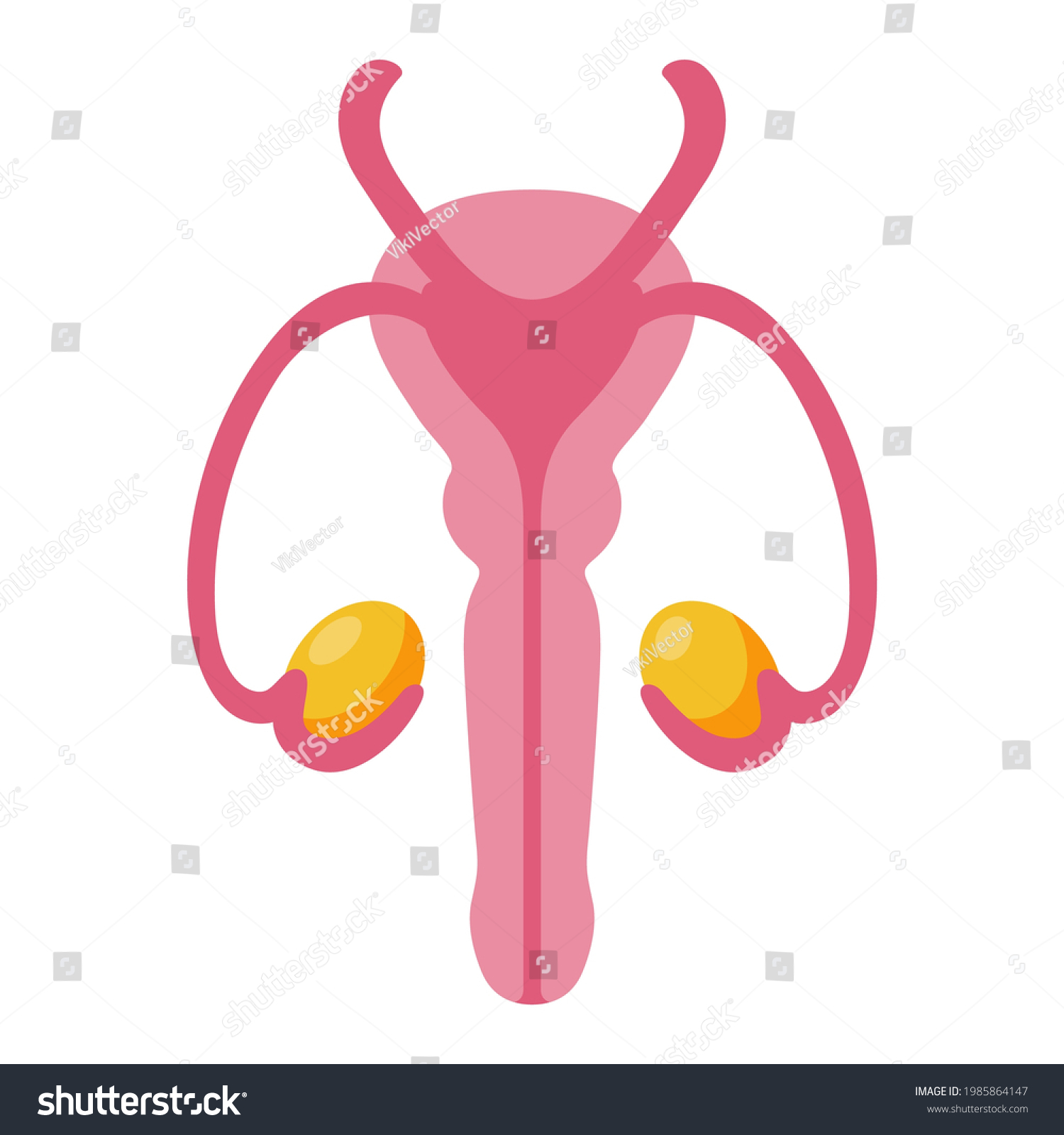 Vektor Stok Male Reproductive System Anatomy Cartoon Icon Tanpa Royalti Shutterstock