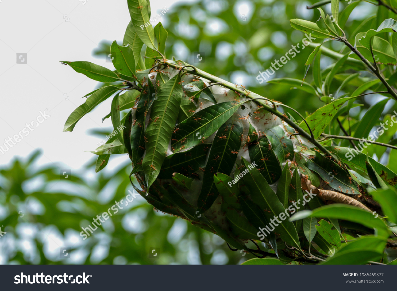 red ants nest