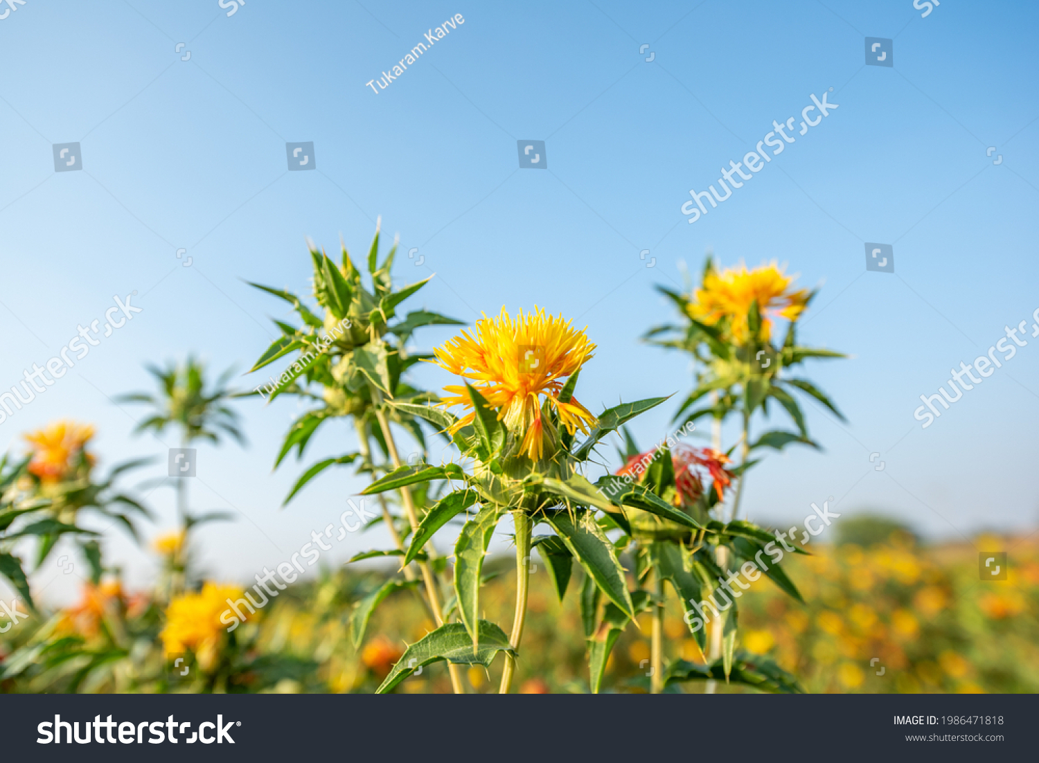 7,079 잇꽃 이미지, 스톡 사진 및 벡터 | Shutterstock