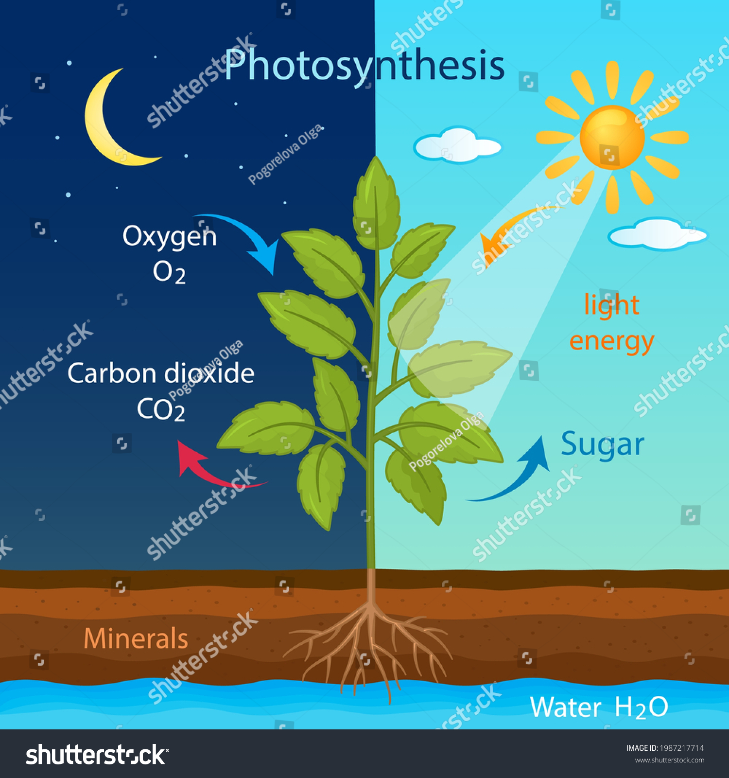 Training Poster Process Cellular Respiration Growing Stock Vector ...