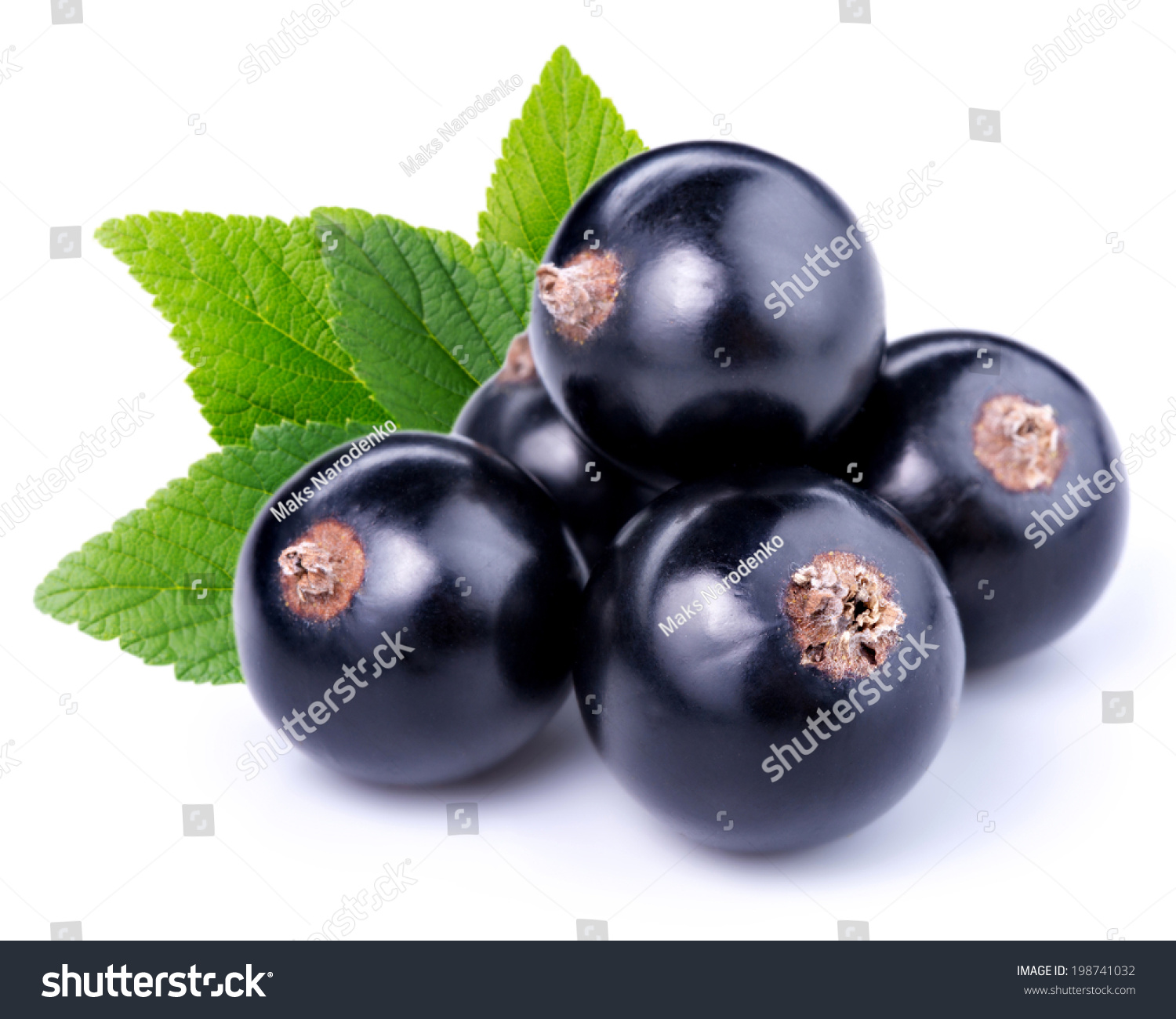 Black Currant черная смородина