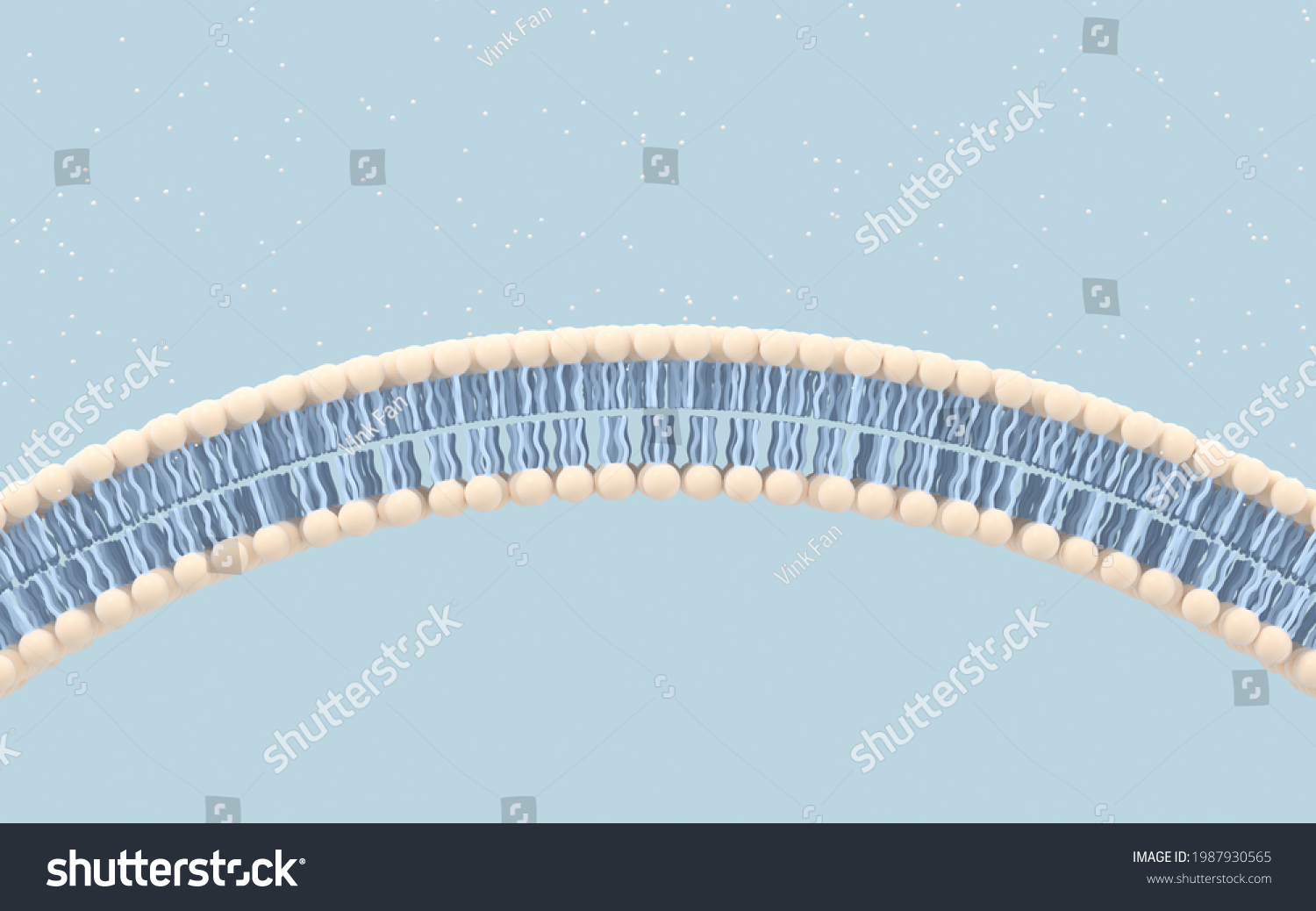 1,160 Cell Membrane Transport Images, Stock Photos & Vectors | Shutterstock