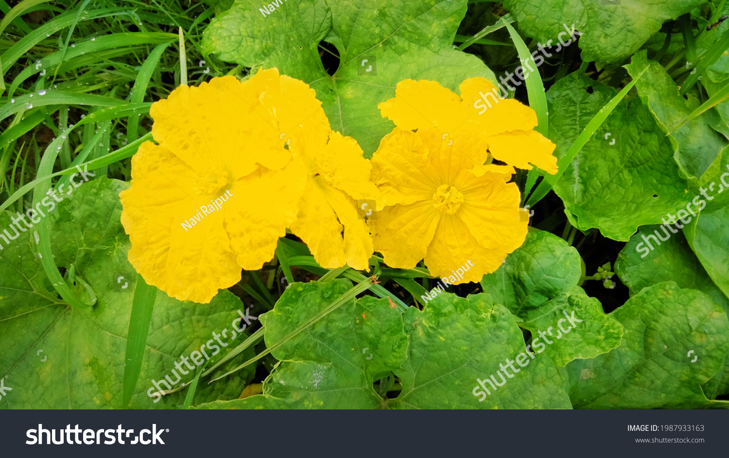 Luffa Cylindrica Sponge Gourd Egyptian Cucumber Stock Photo 1987933163 ...