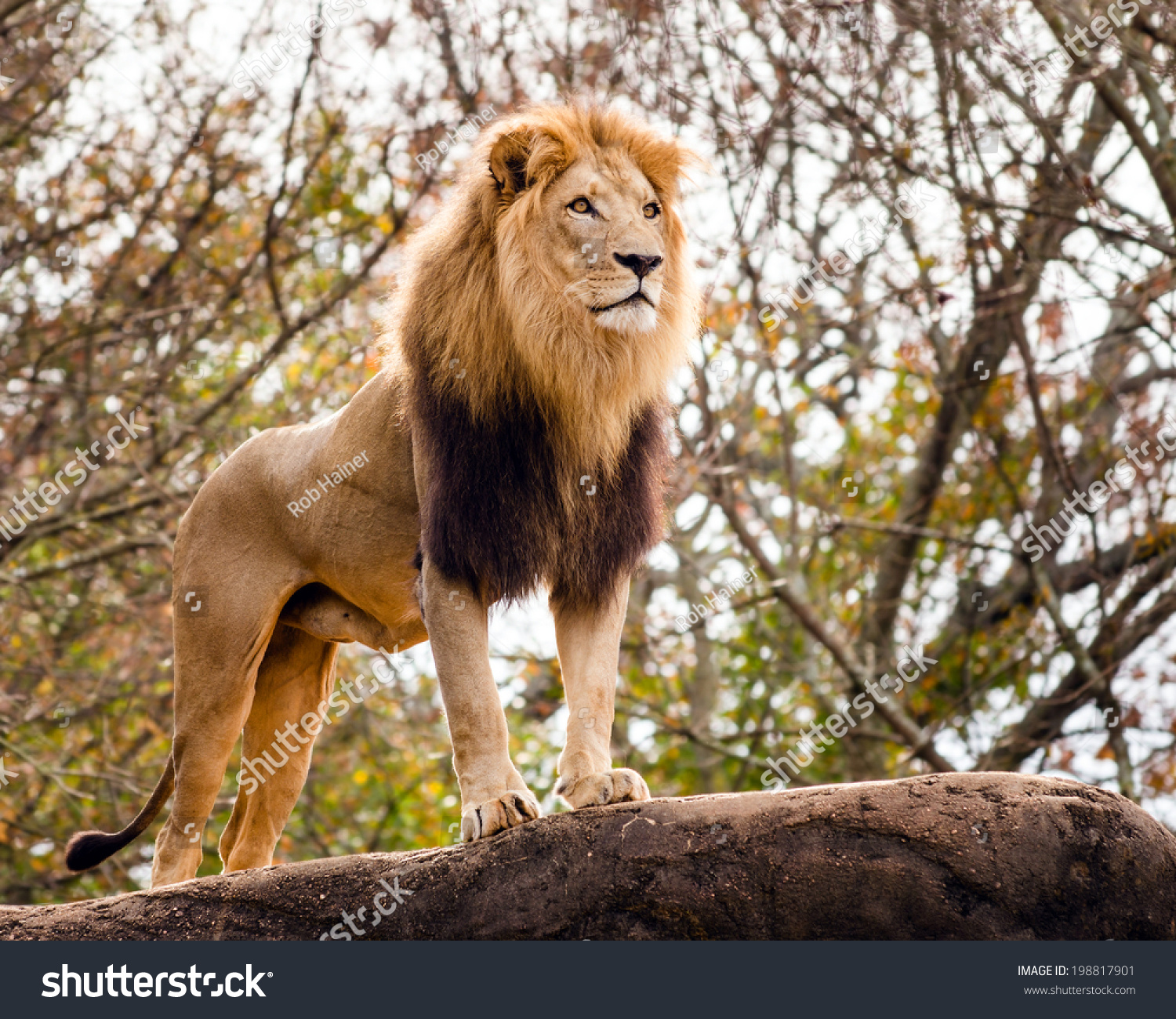 stock-photo-male-lion-looking-out-atop-rocky-outcrop-198817901.jpg