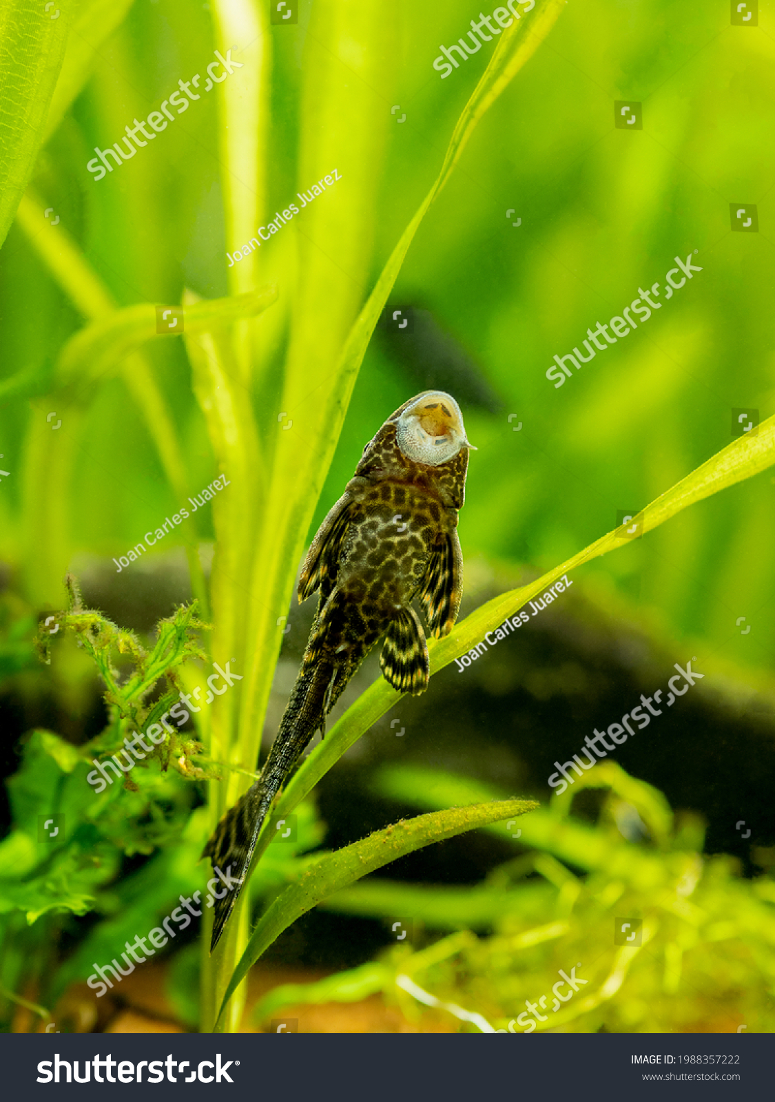 Suckermouth Catfish Common Pleco Hypostomus Plecostomus Stock Photo