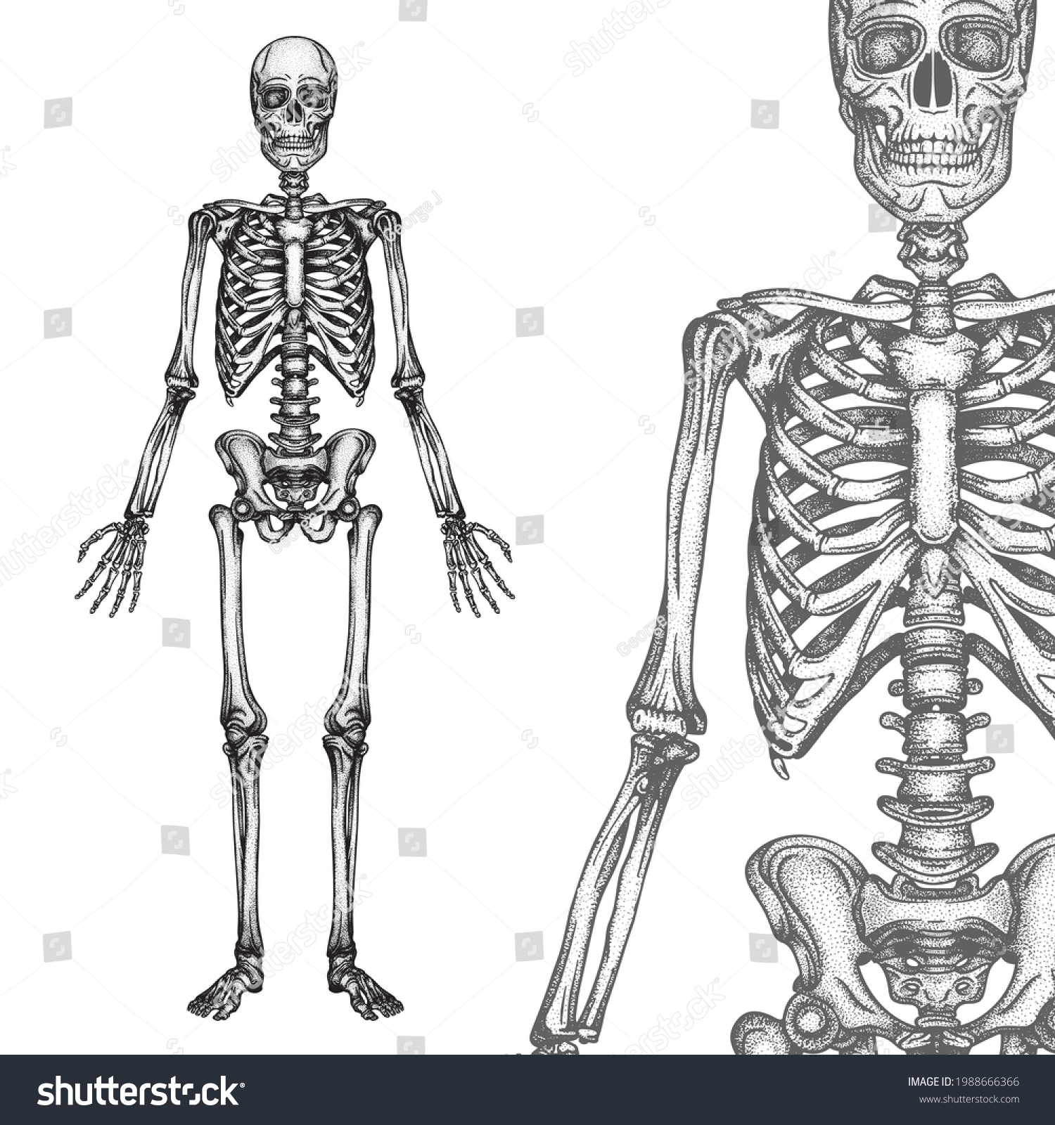 Human Skeleton Engraving Vintage Style Vector Stock Vector (Royalty ...