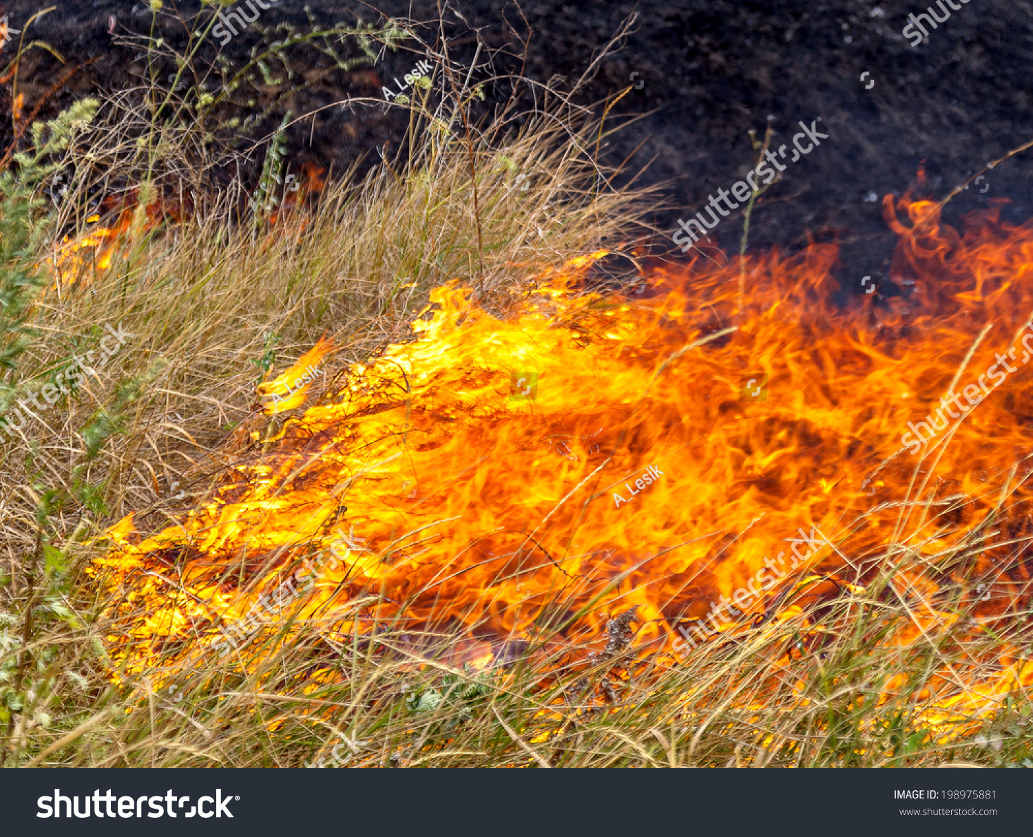 severe-drought-forest-fires-dry-wind-stock-photo-198975881-shutterstock