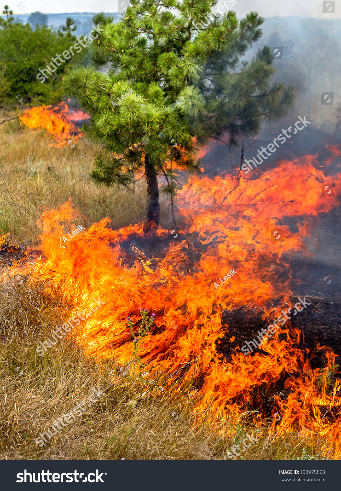 severe-drought-forest-fires-dry-wind-stock-photo-198975893-shutterstock