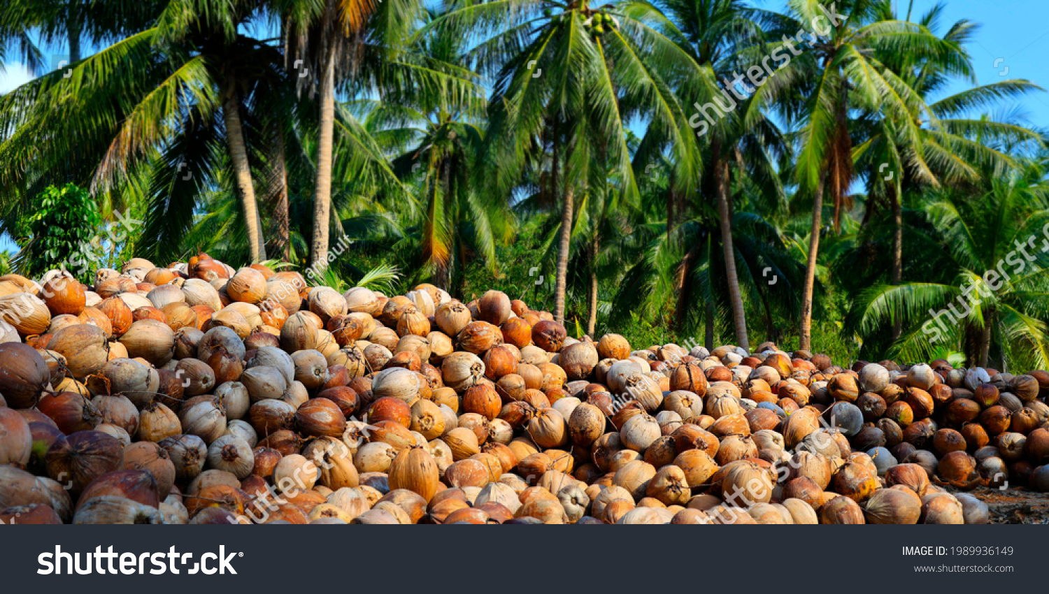 coconut oil production business plan